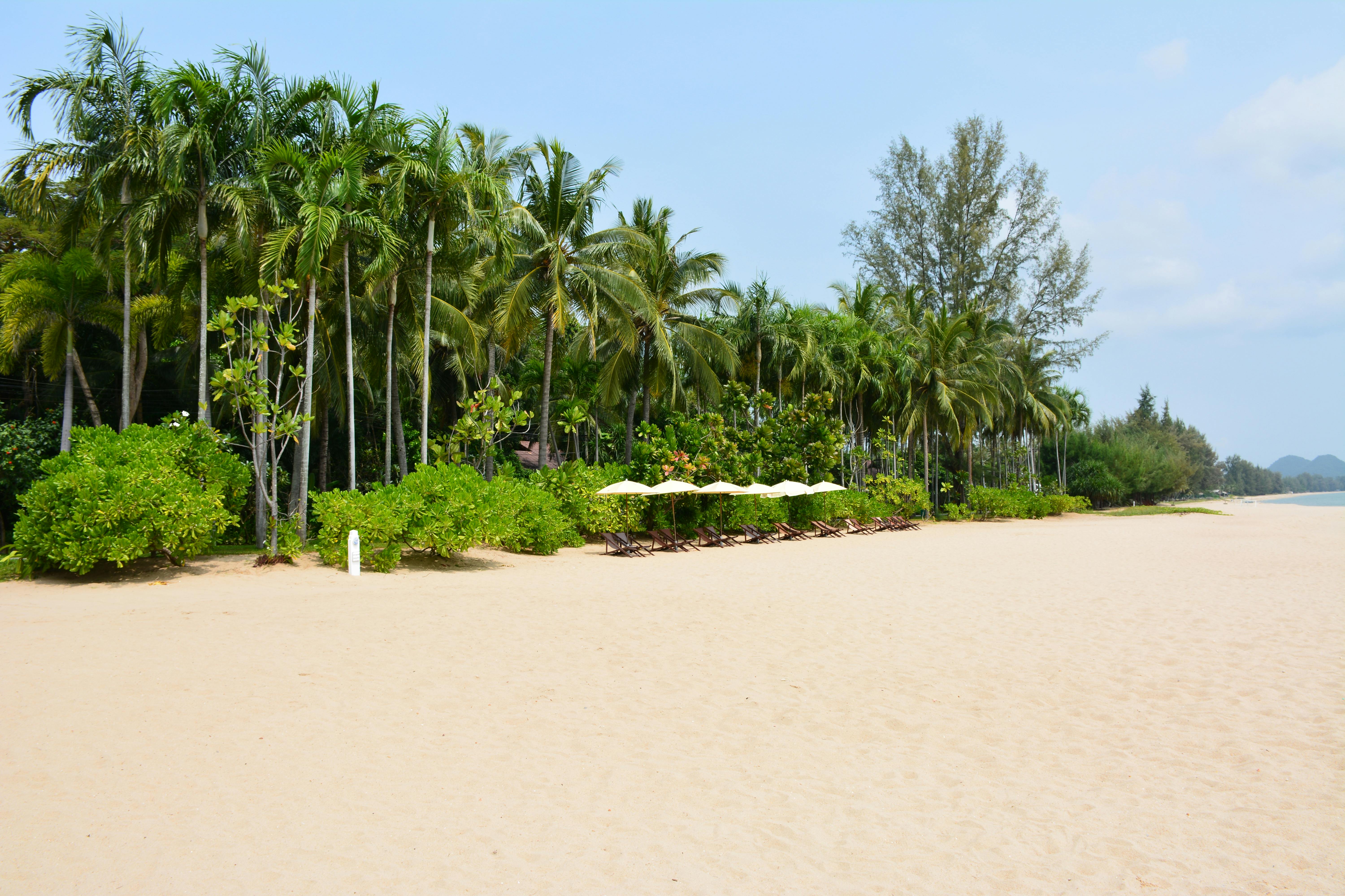 無料 タイのトンチャイにある、緑豊かなヤシの木とサンラウンジャーのある静かな砂浜。 写真素材