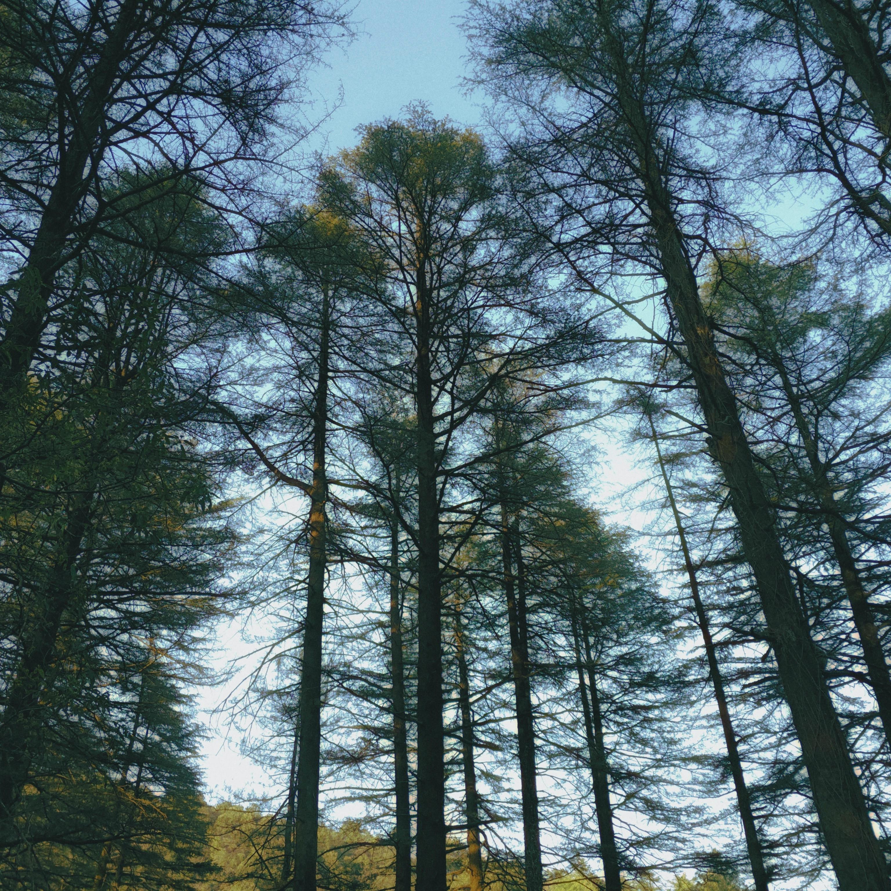 бесплатная Безмятежный вид высоких деревьев, тянущихся к чистому голубому небу, запечатлевший величие природы. Стоковое фото