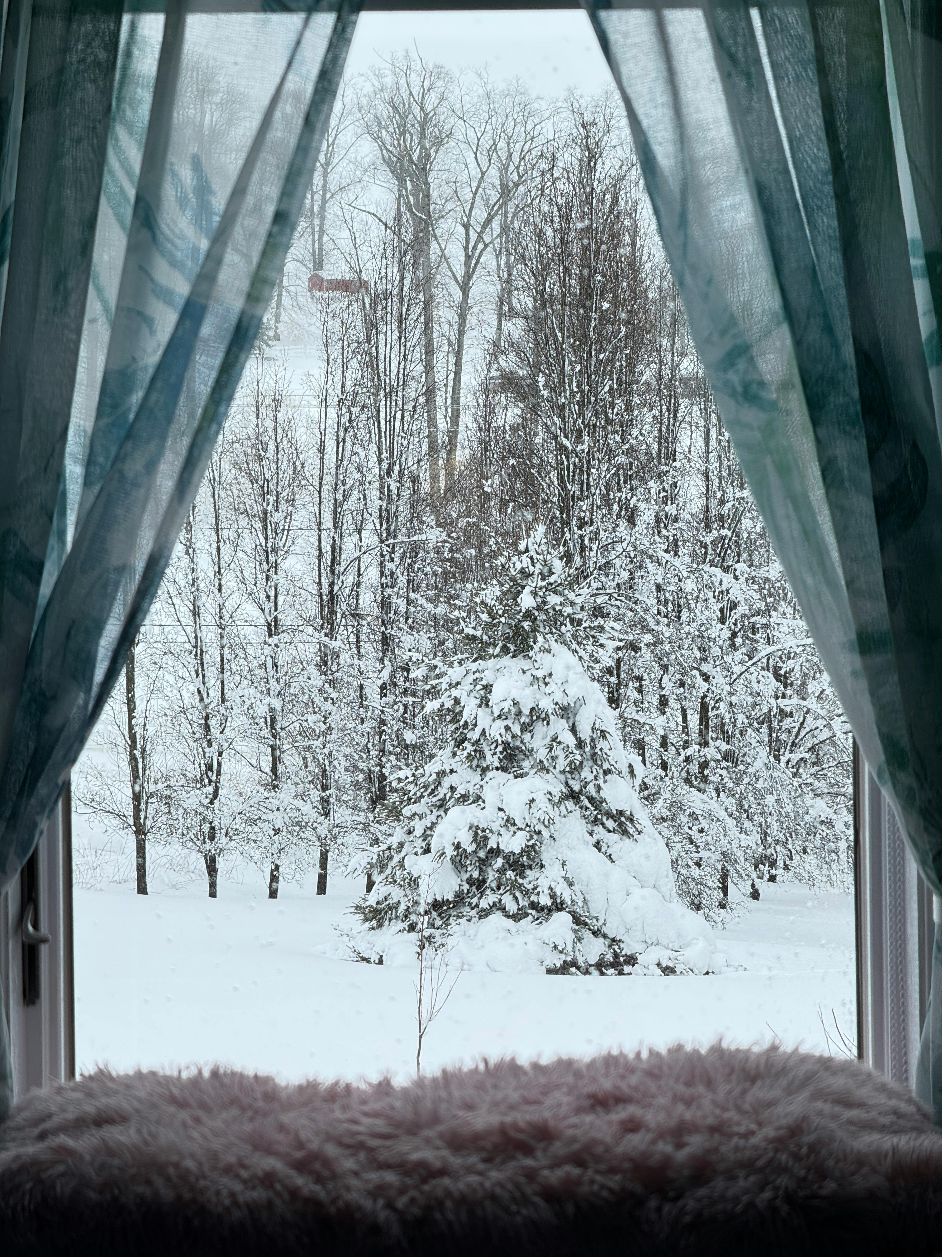 Free stock photo of blanket of snow Stock Photo