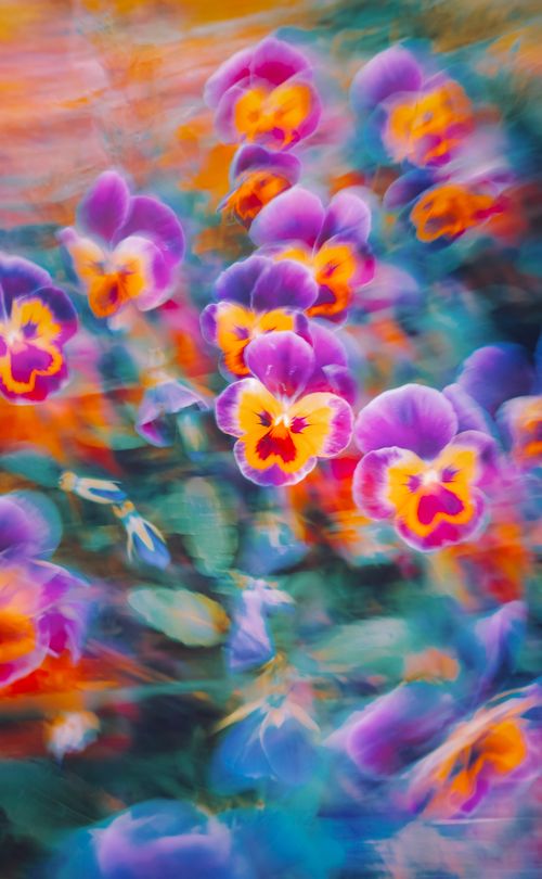 Free Artistic image of abstract pansies with vibrant colors and blurred motion effect. Stock Photo
