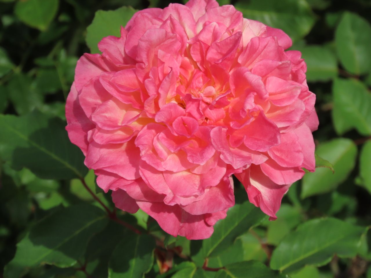 close up of a vibrant pink rose blooming in a lush sydney garden showc