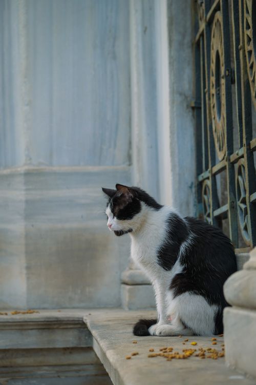 Free A black and white cat sits beside an ornate iron gate in Istanbul, Türkiye. Stock Photo