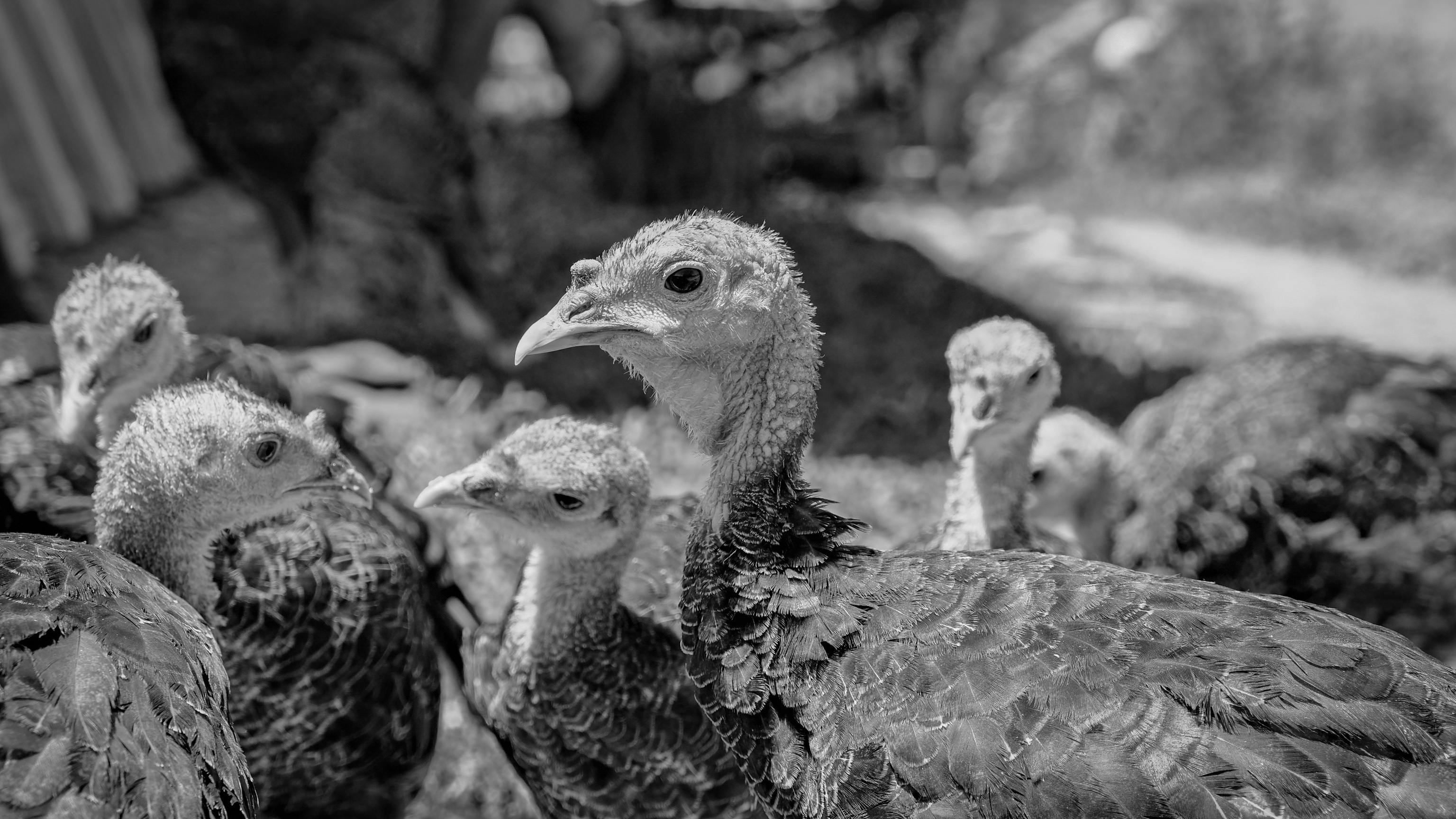 Free A group of turkeys in Erzurum, Türkiye, captured in monochrome, showcasing their intricate feather details. Stock Photo