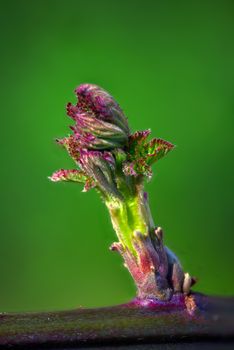 Macro shot of a budding blackberry shoot with a vibrant green backdrop highlighting details.