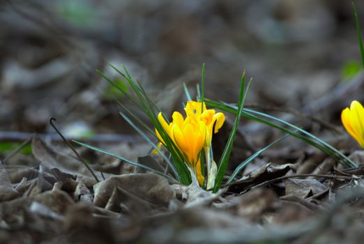 A vibrant yellow crocus flower emerging through dried leaves, signaling the start of spring.