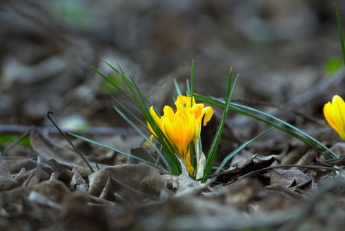Free A vibrant yellow crocus flower emerging through dried leaves, signaling the start of spring. Stock Photo