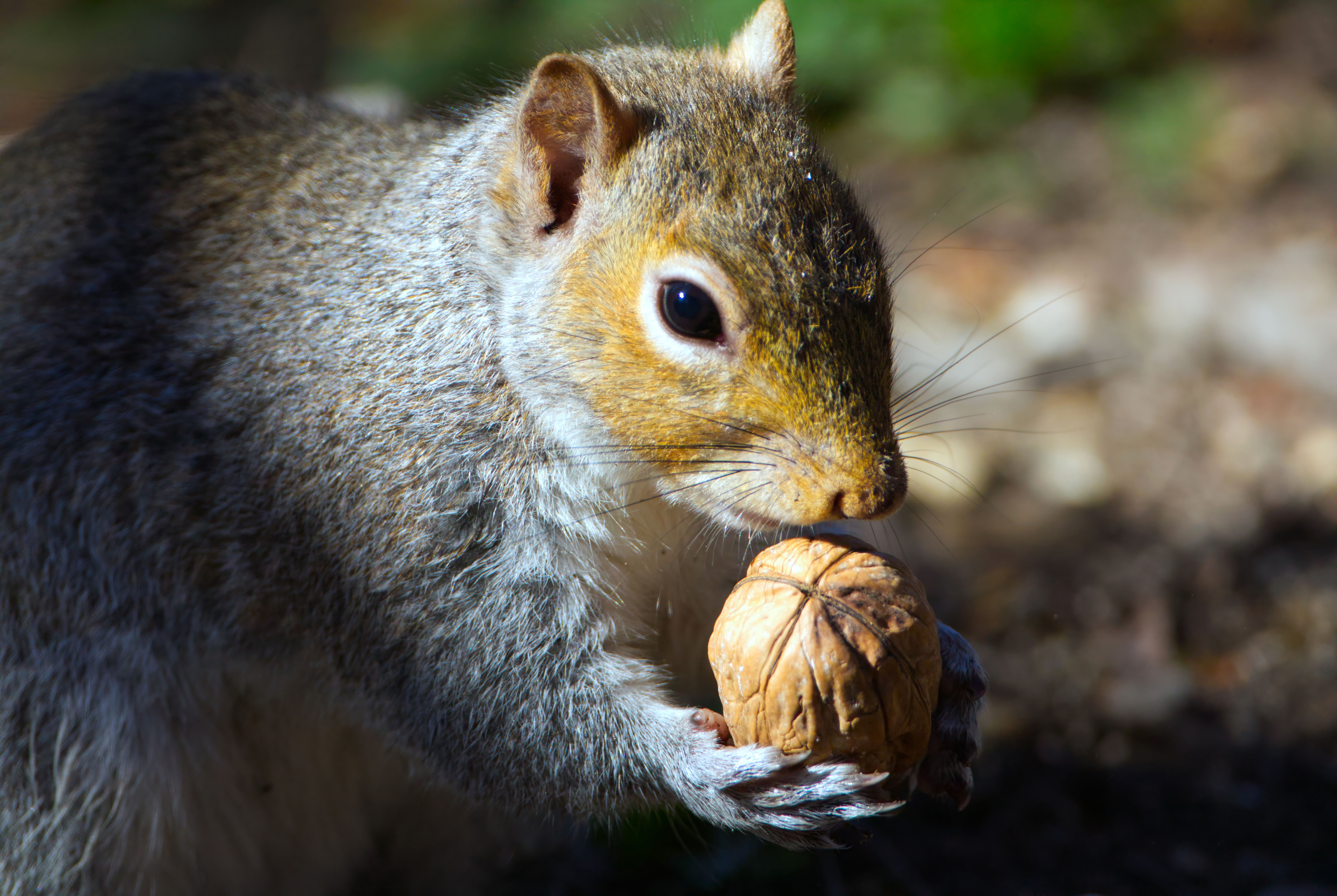 teeth squirrels have