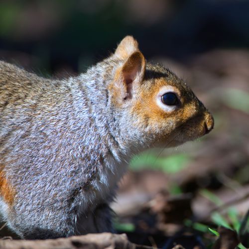 Free Side profile close-up of a grey squirrel in the wild, showcasing detailed fur and eye focus. Stock Photo