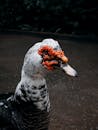 Close-up of Muscovy Duck with Unique Red Caruncles