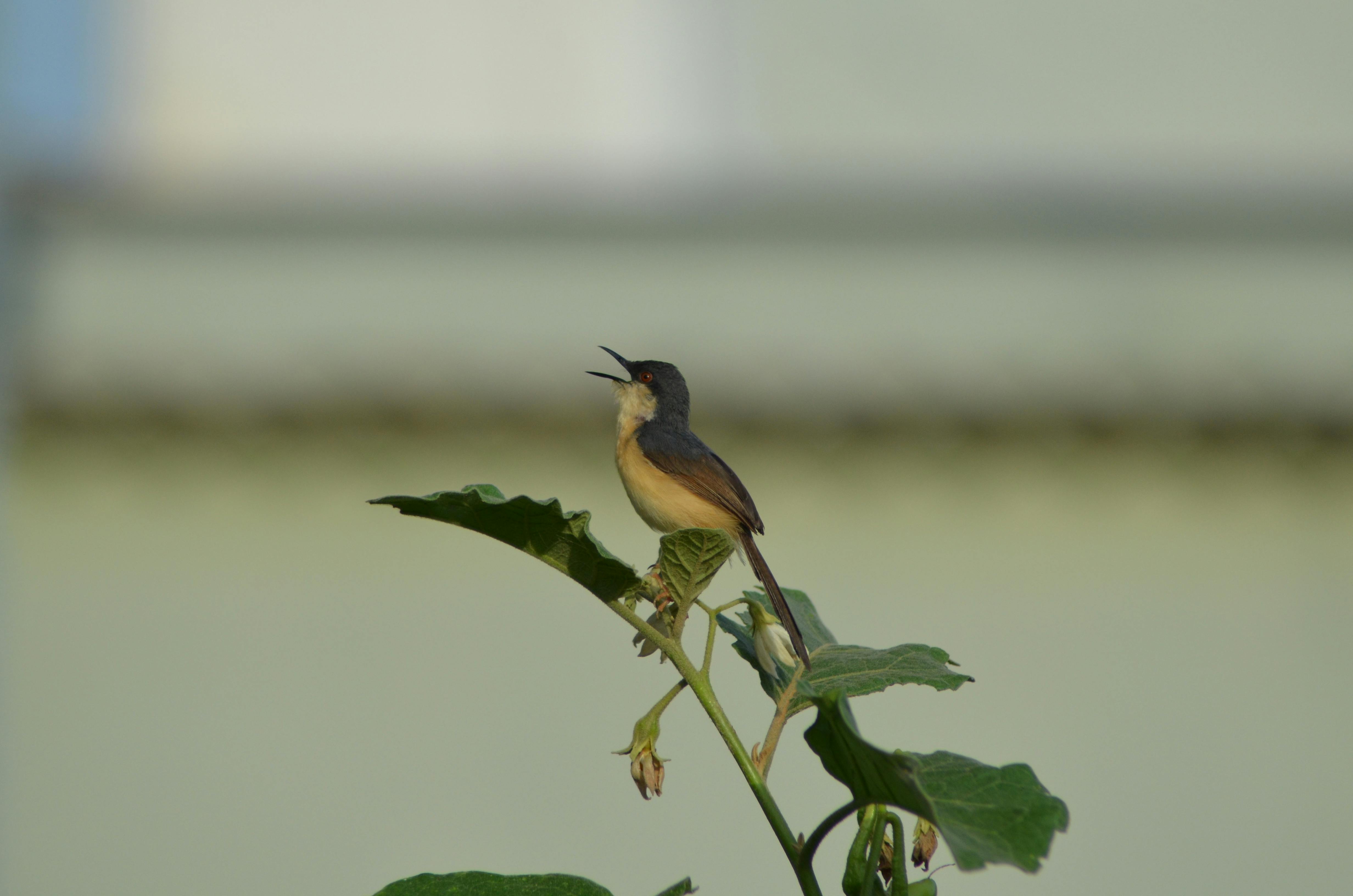 無料 aves, ウグイス, さえずりの無料の写真素材 写真素材