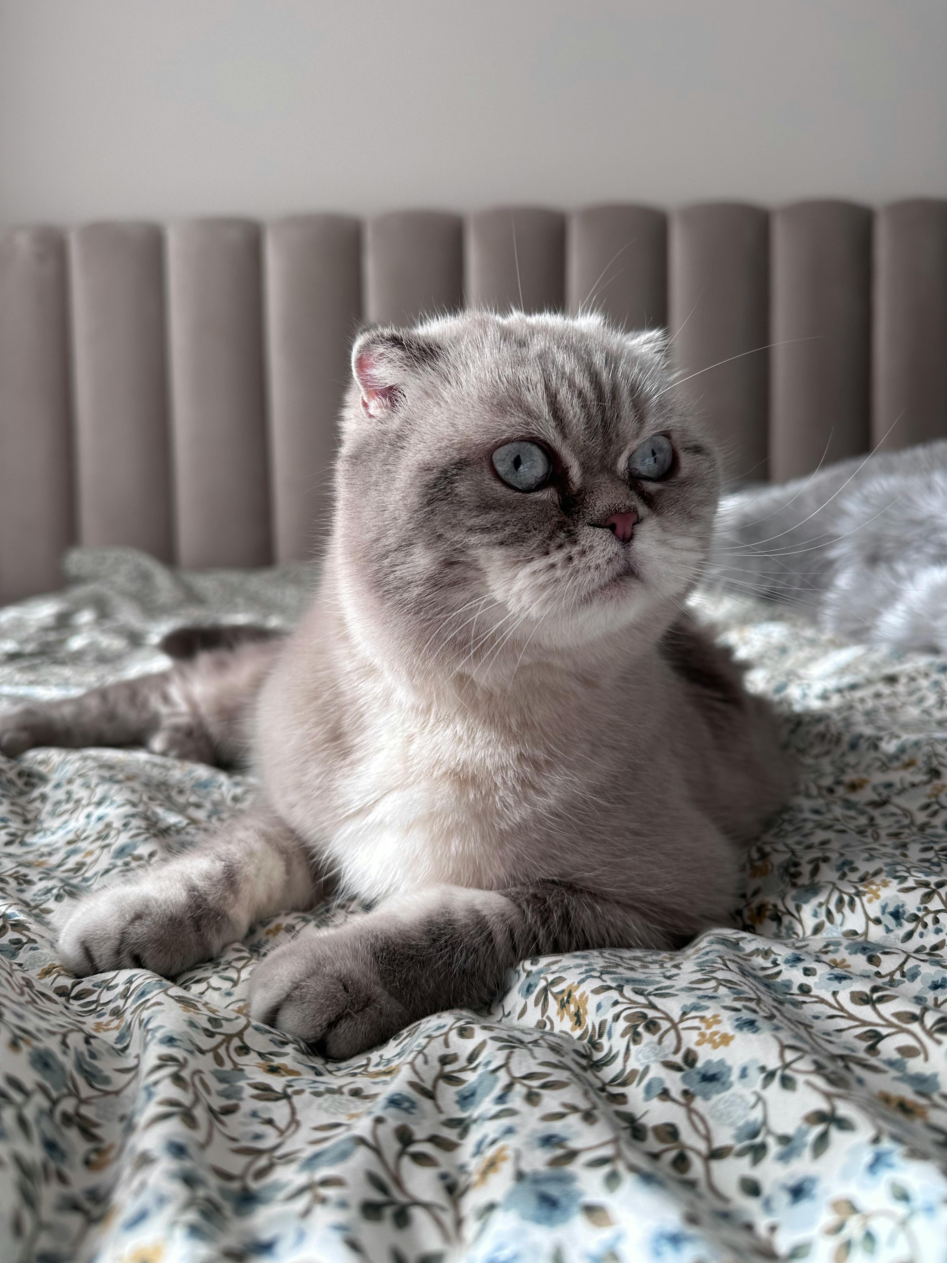 бесплатная Очаровательная шотландская вислоухая кошка со сложенными ушами, отдыхающая на покрывале с цветочным узором в помещении. Стоковое фото