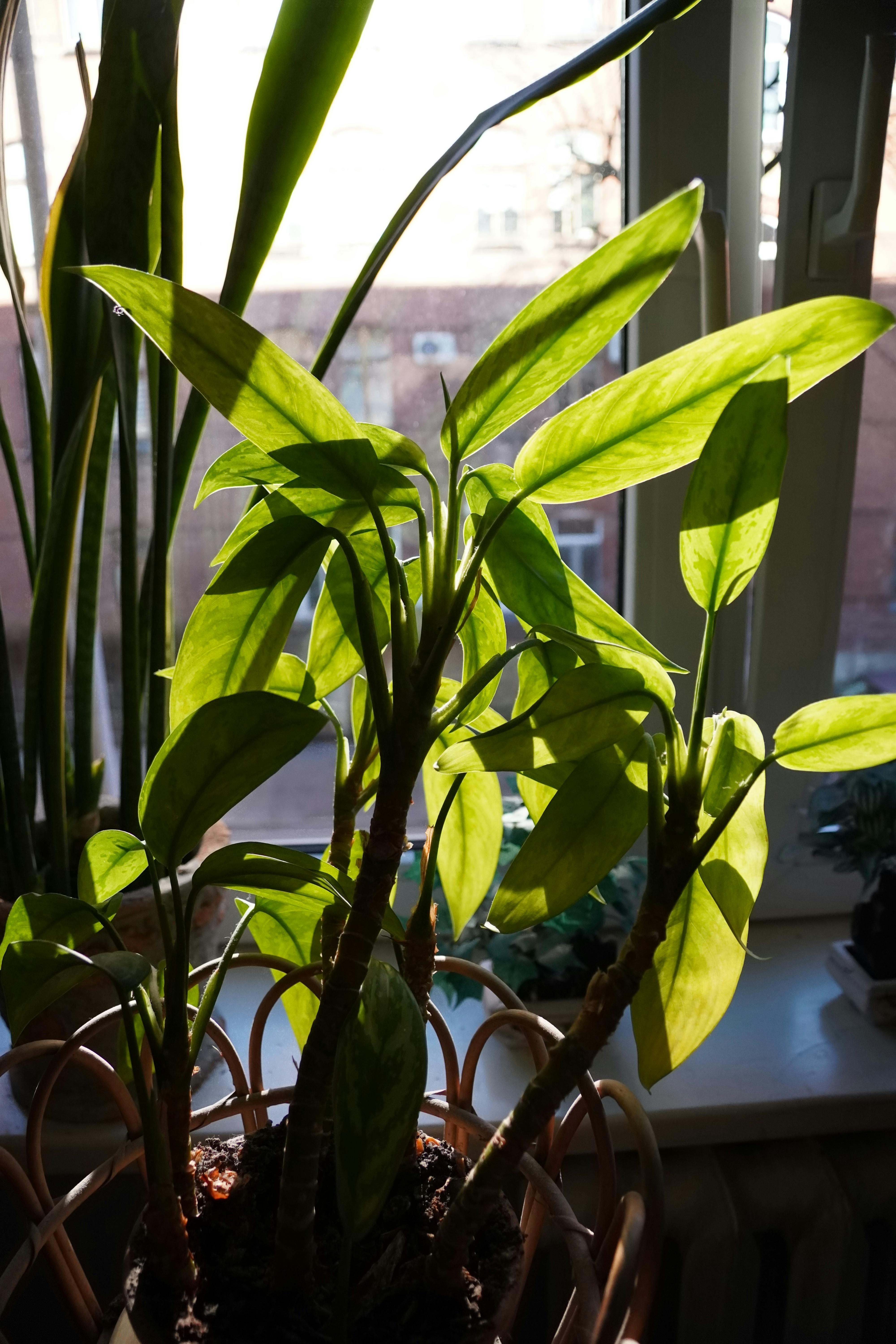 無料 窓の横で日光を浴びて自然な影を落とす生き生きとした観葉植物。 写真素材