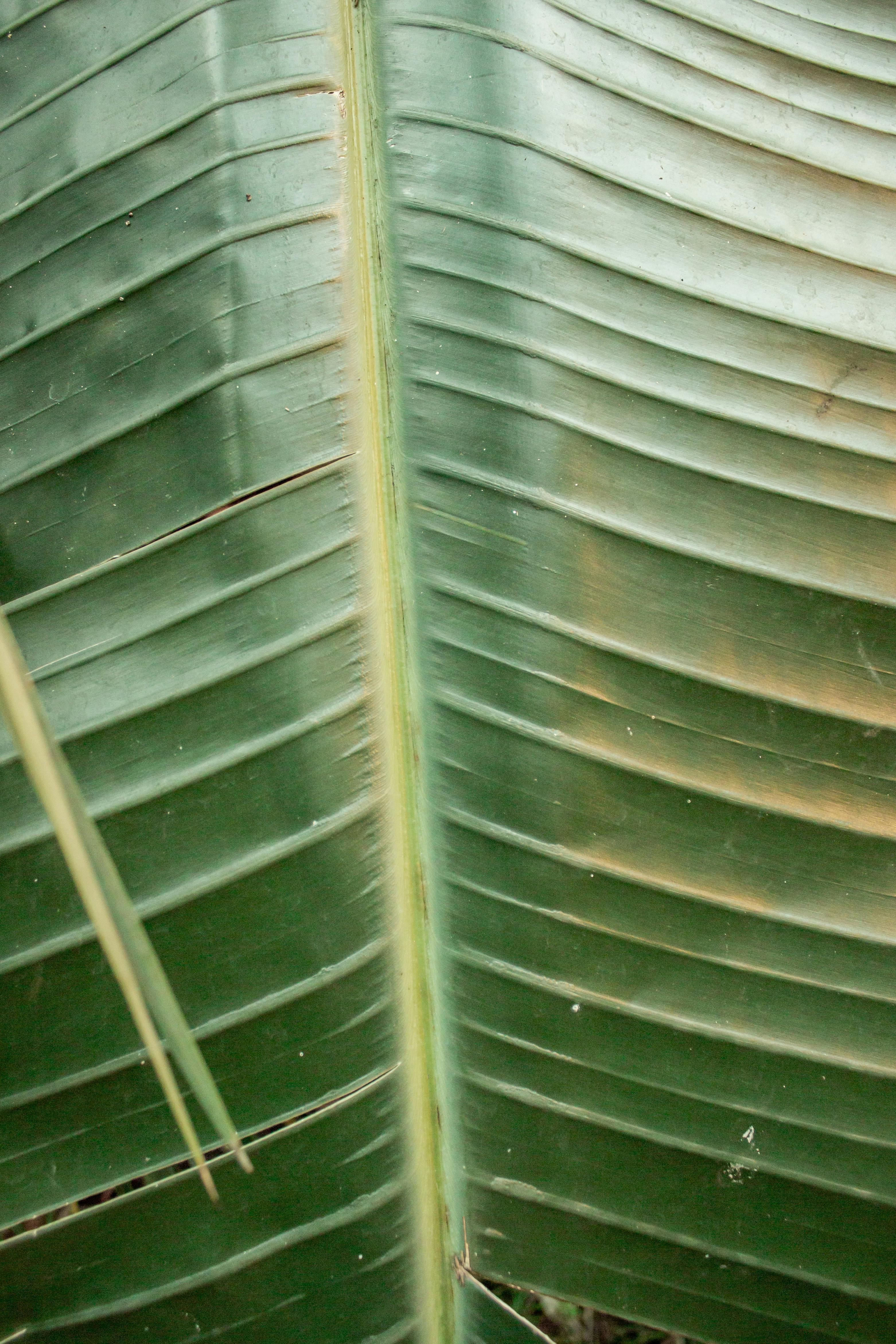 無料 バナナの葉の自然な質感と緑の色合いを示す詳細な図。 写真素材