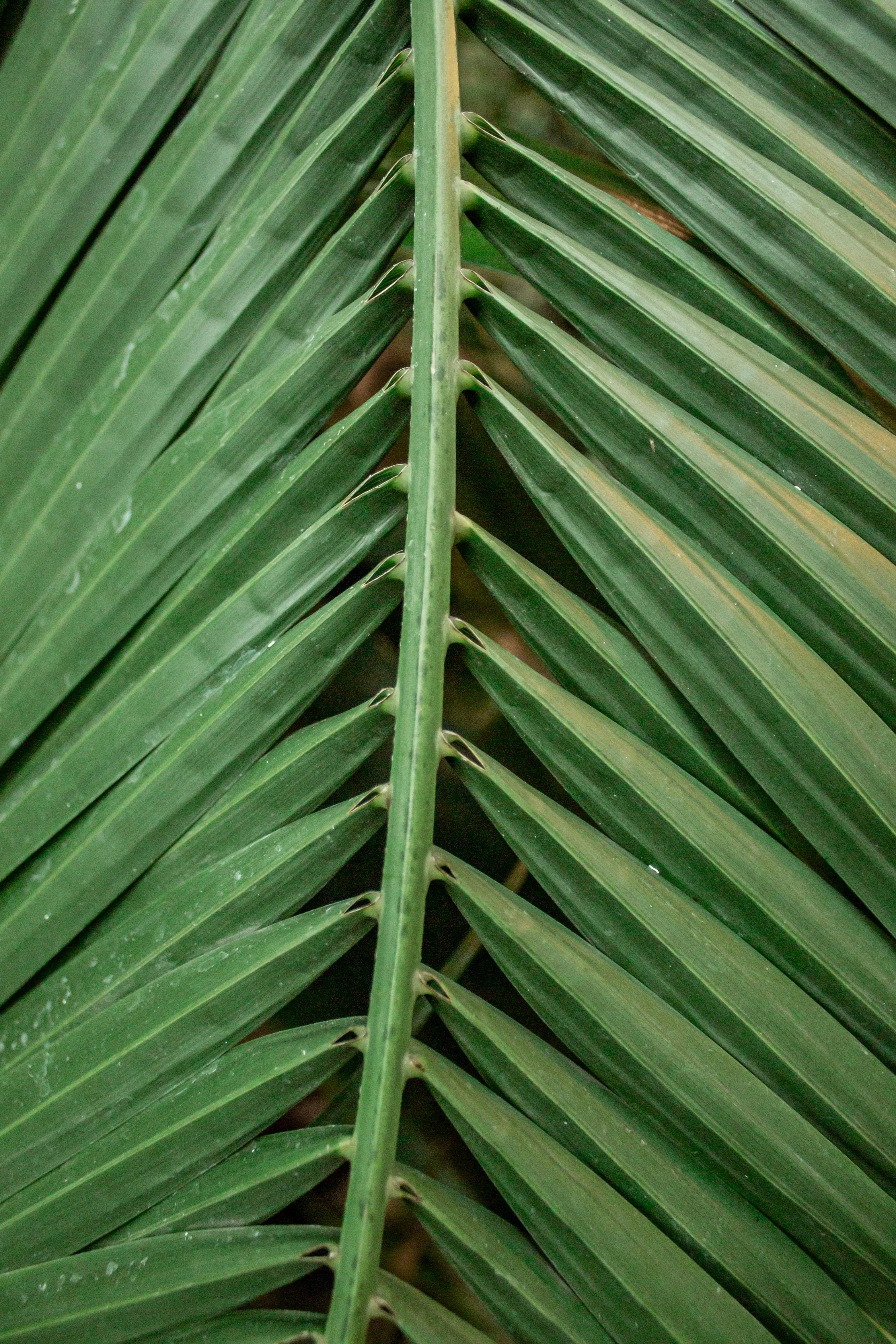 Free Detailed view of a green palm leaf with symmetrical fronds showcasing natural patterns. Stock Photo
