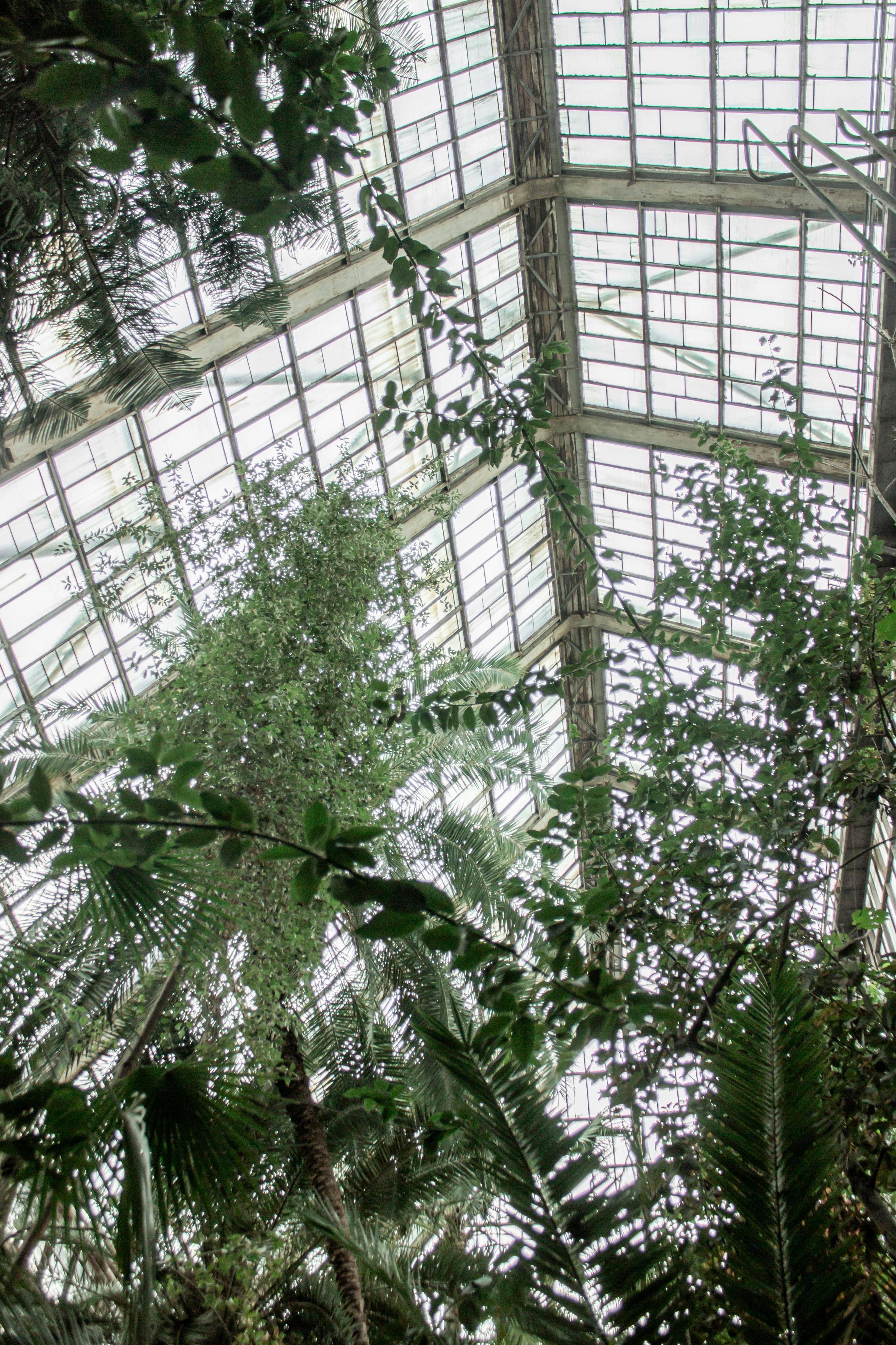 бесплатная Солнечная оранжерея, наполненная разнообразными растениями под стеклянной крышей. Стоковое фото