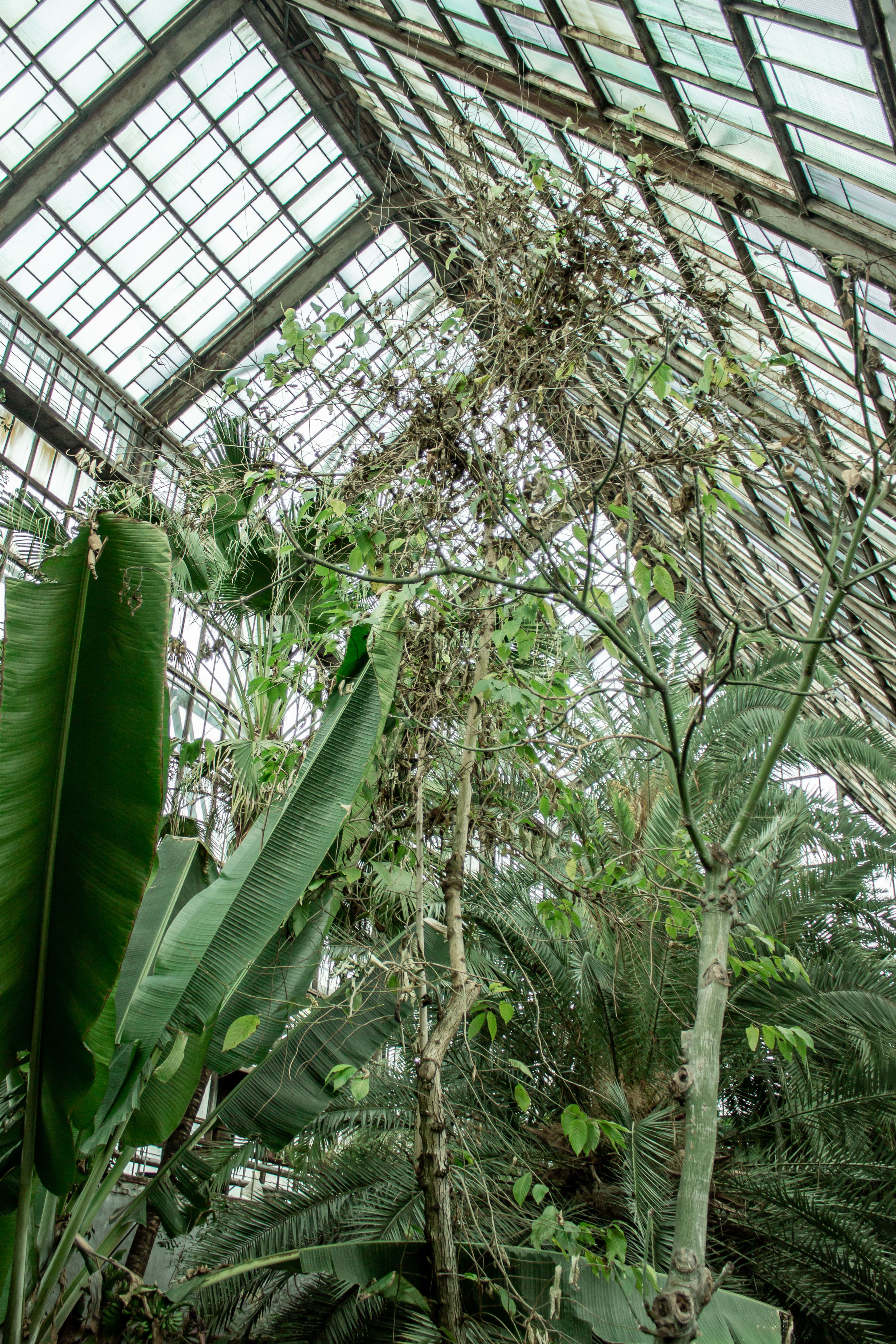 View of plants inside an orangery