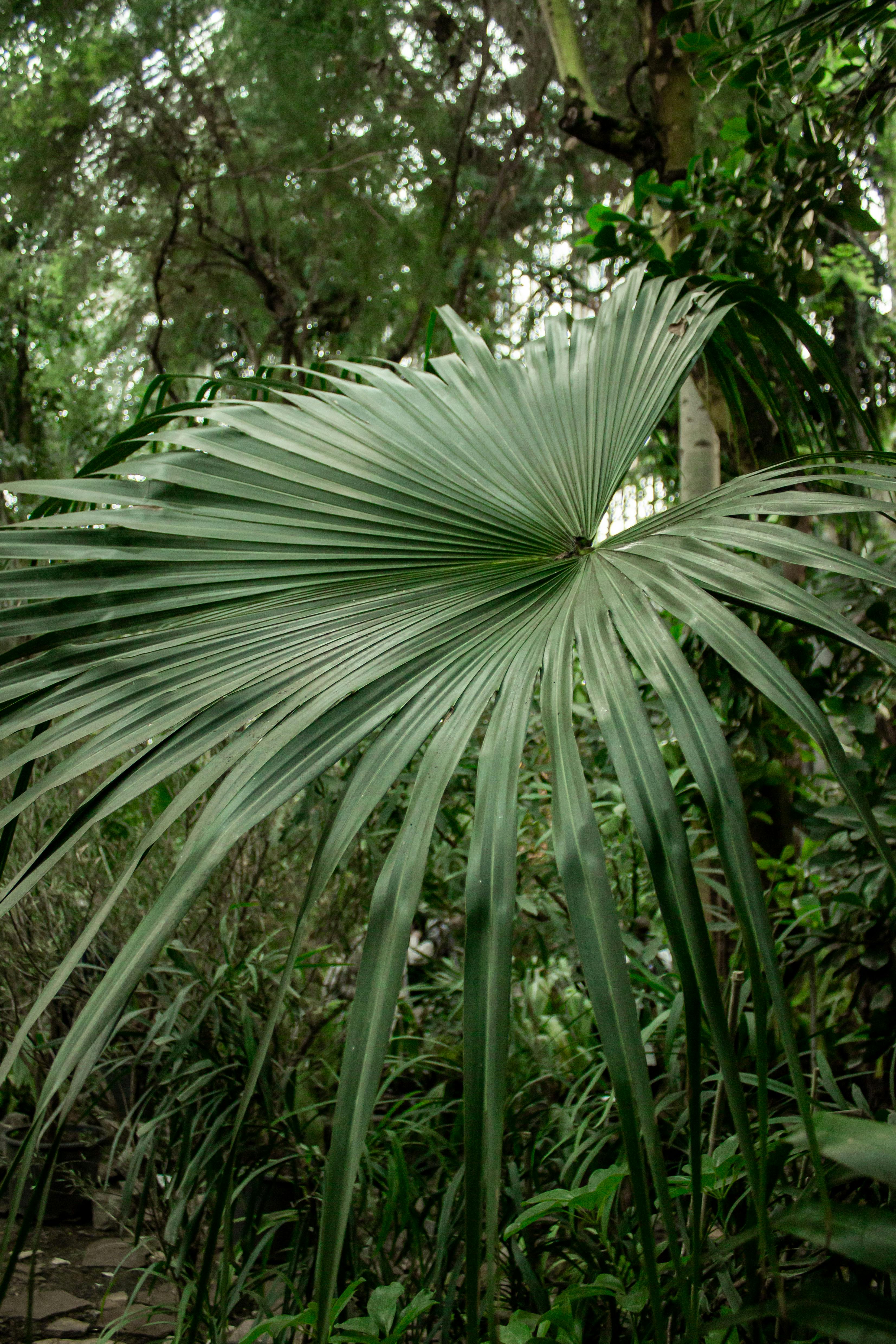 Gratis Tampilan jarak dekat daun palem hijau cerah di lingkungan hutan tropis, menangkap vegetasi yang rimbun. Foto Stok