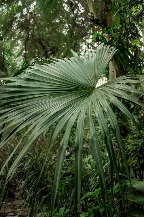 Free Close-up of vibrant green palm leaves in a tropical forest setting, capturing lush vegetation. Stock Photo
