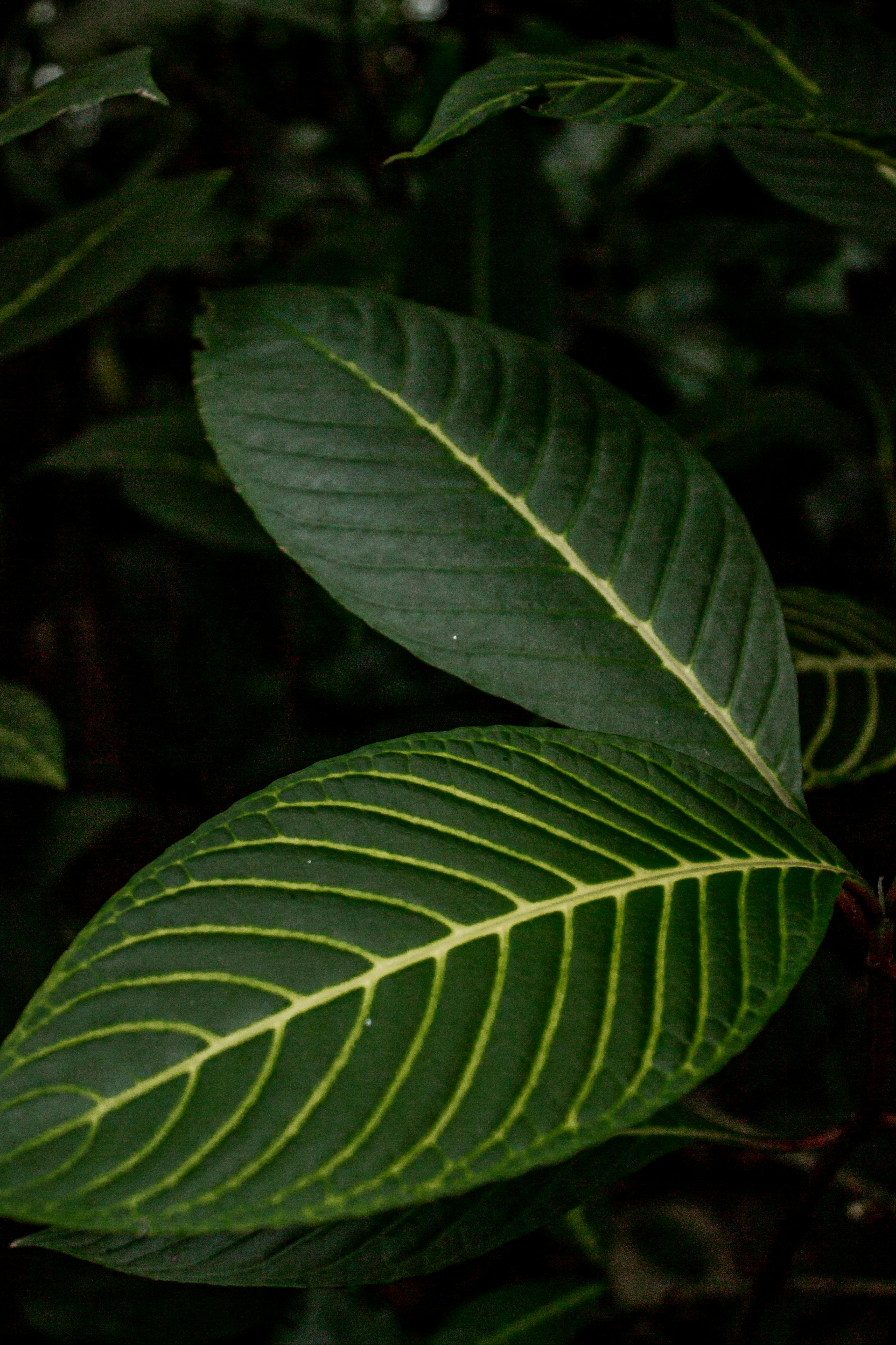 Gratuit Vue détaillée de feuilles tropicales aux nervures vert foncé dans un cadre naturel, mettant en valeur un feuillage éclatant. Photos