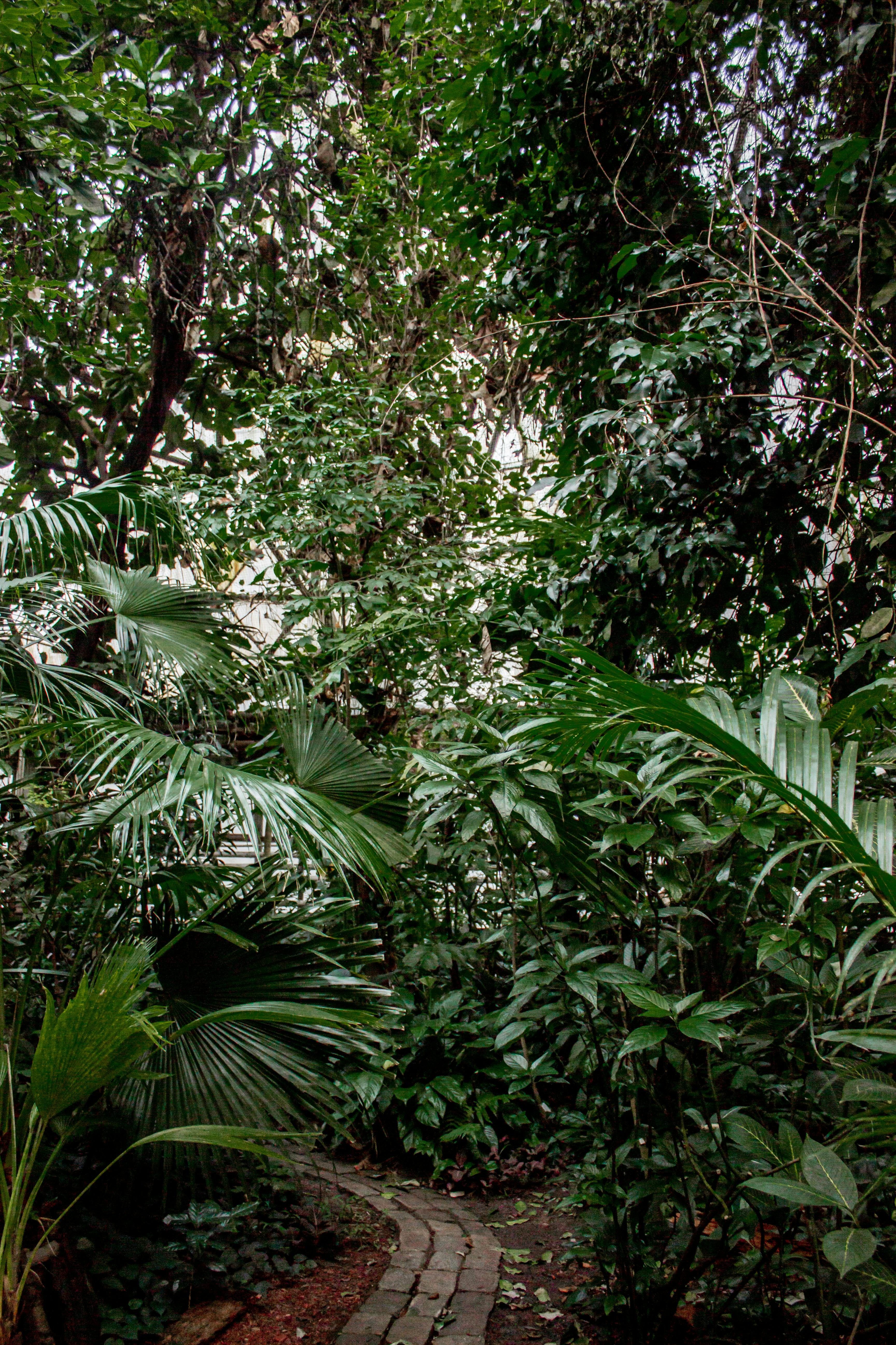 無料 緑豊かなオランジェリーの豊かな熱帯植物に囲まれた静かな小道を発見してください。 写真素材