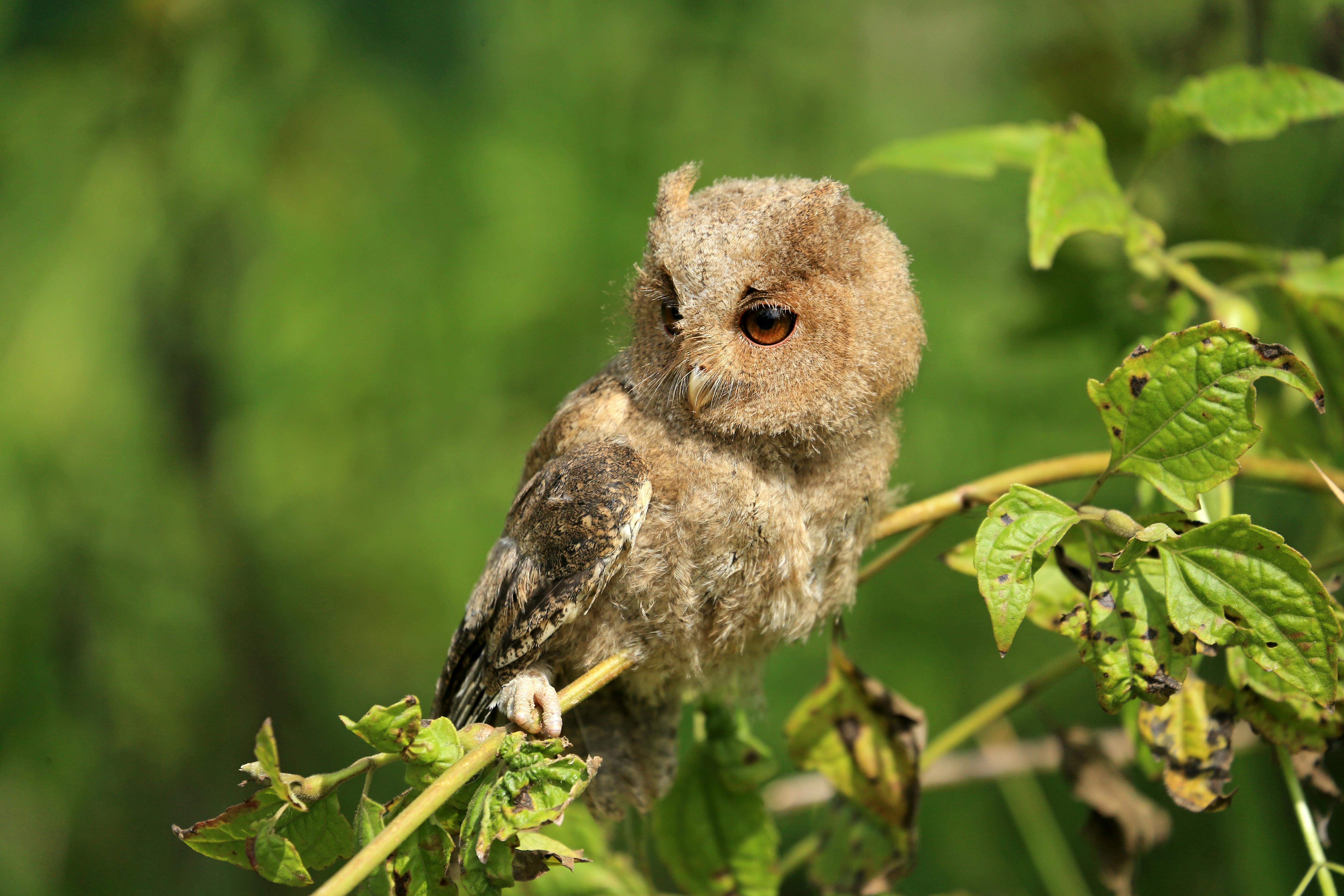 бесплатная Очаровательный молодой совенок сидит на ветке с листвой на ярком зеленом фоне. Стоковое фото