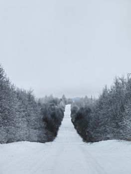Quiet winter road surrounded by snow-laden trees creating a peaceful scene.