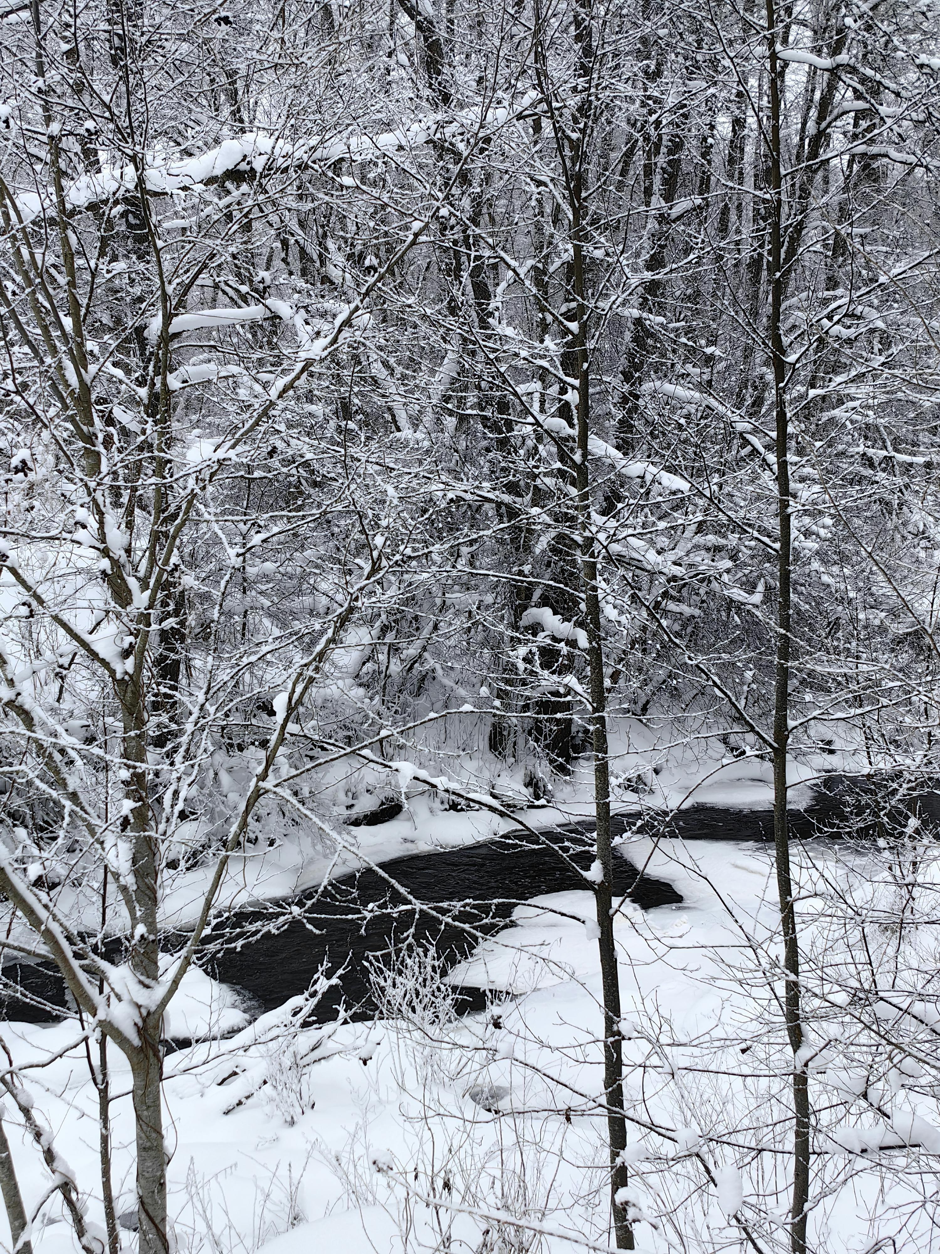 無料 雪に覆われた森と穏やかに流れる小川が特徴的な静かな冬の風景。 写真素材