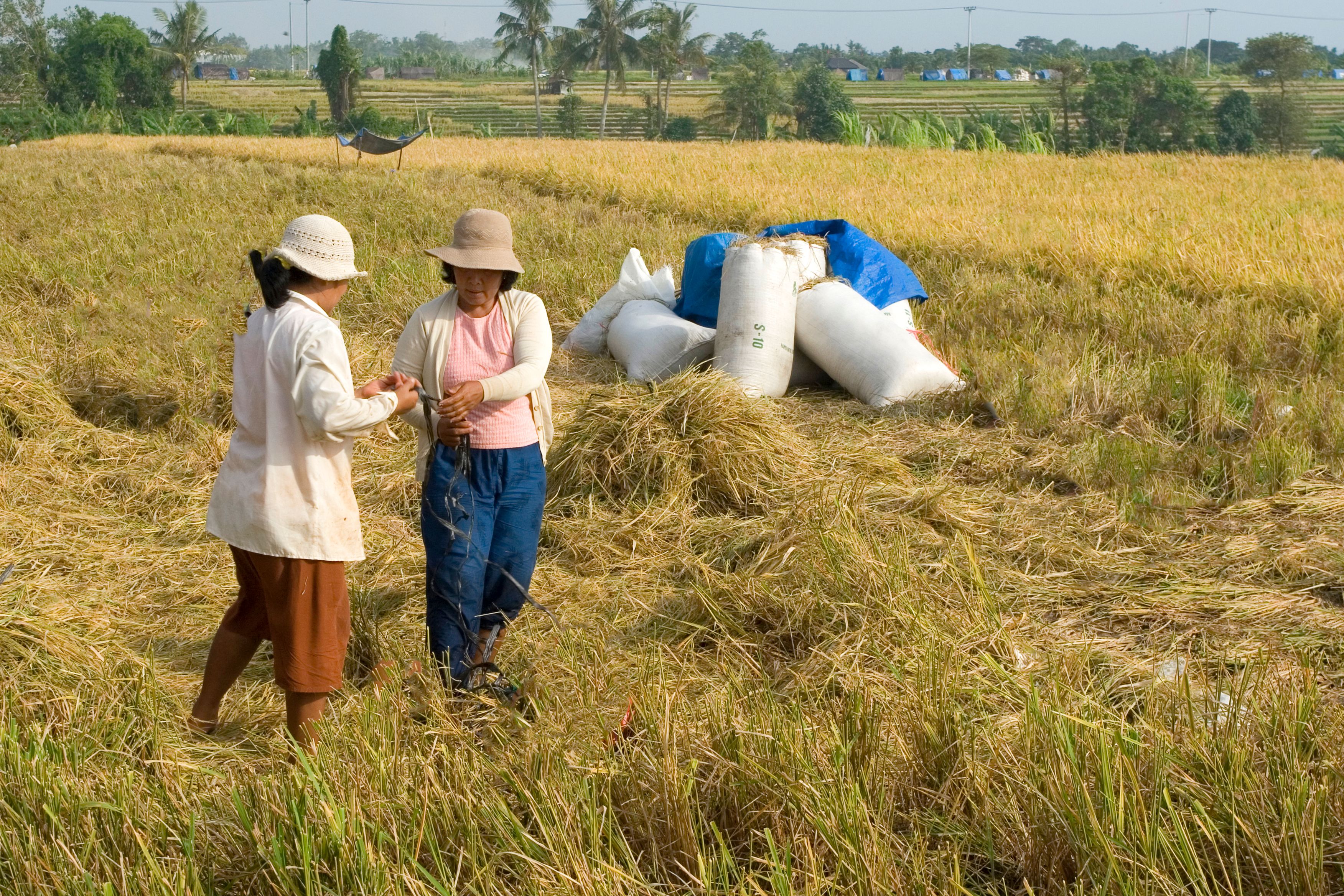 Women Harvesting Rice in a Sunlit Field · Free Stock Photo