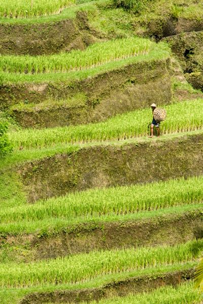 Rice terraces