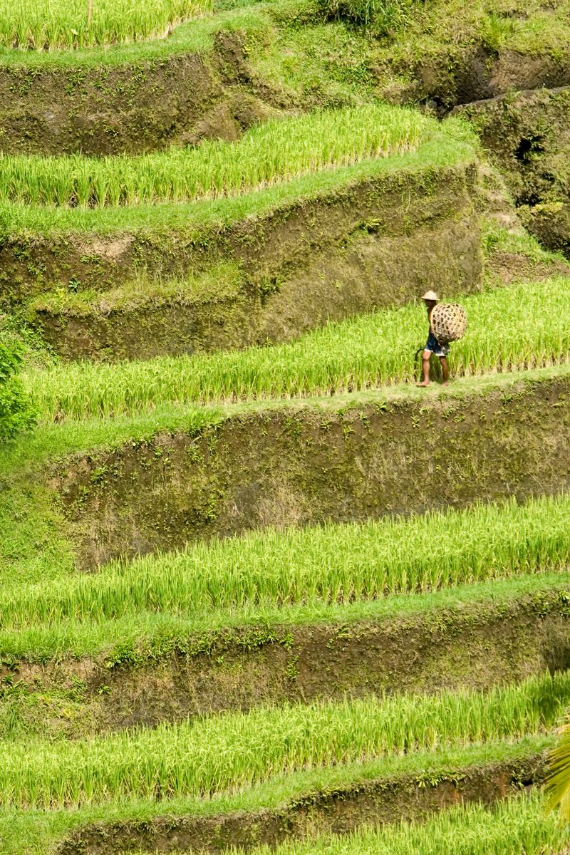 Rice terraces