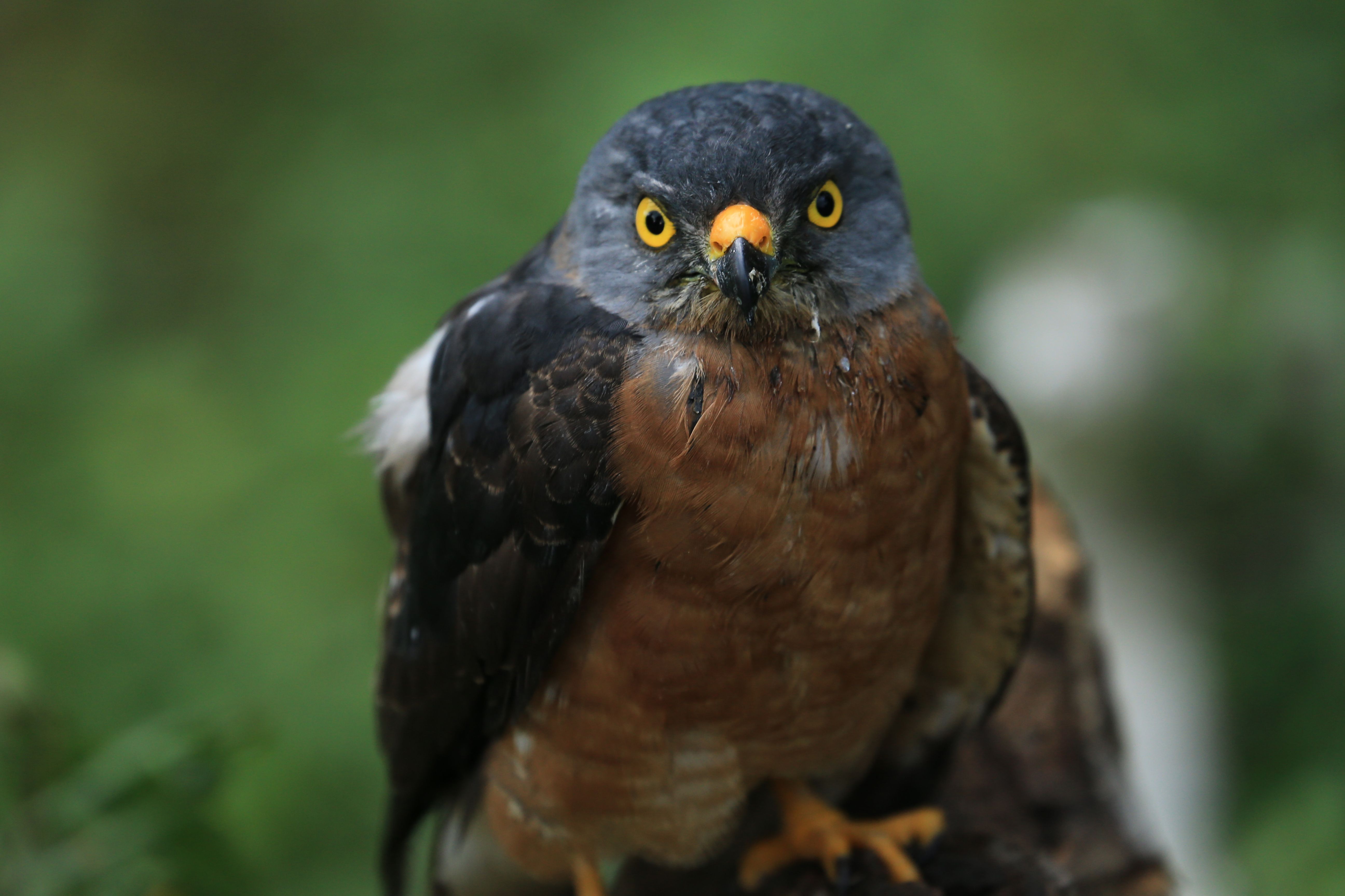 Close-up of a Forest Hawk with Intense Gaze · Free Stock Photo