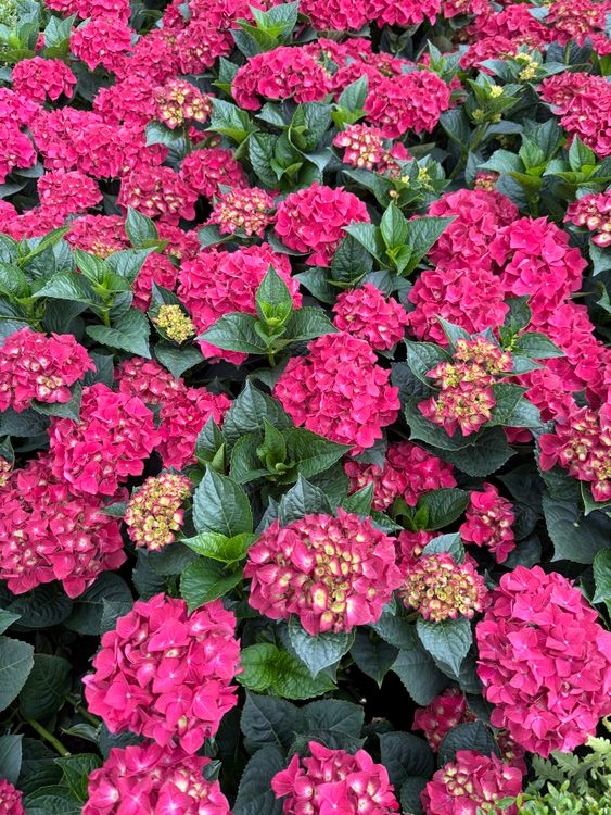 Vibrant Pink Hydrangeas in Full Bloom · Free Stock Photo