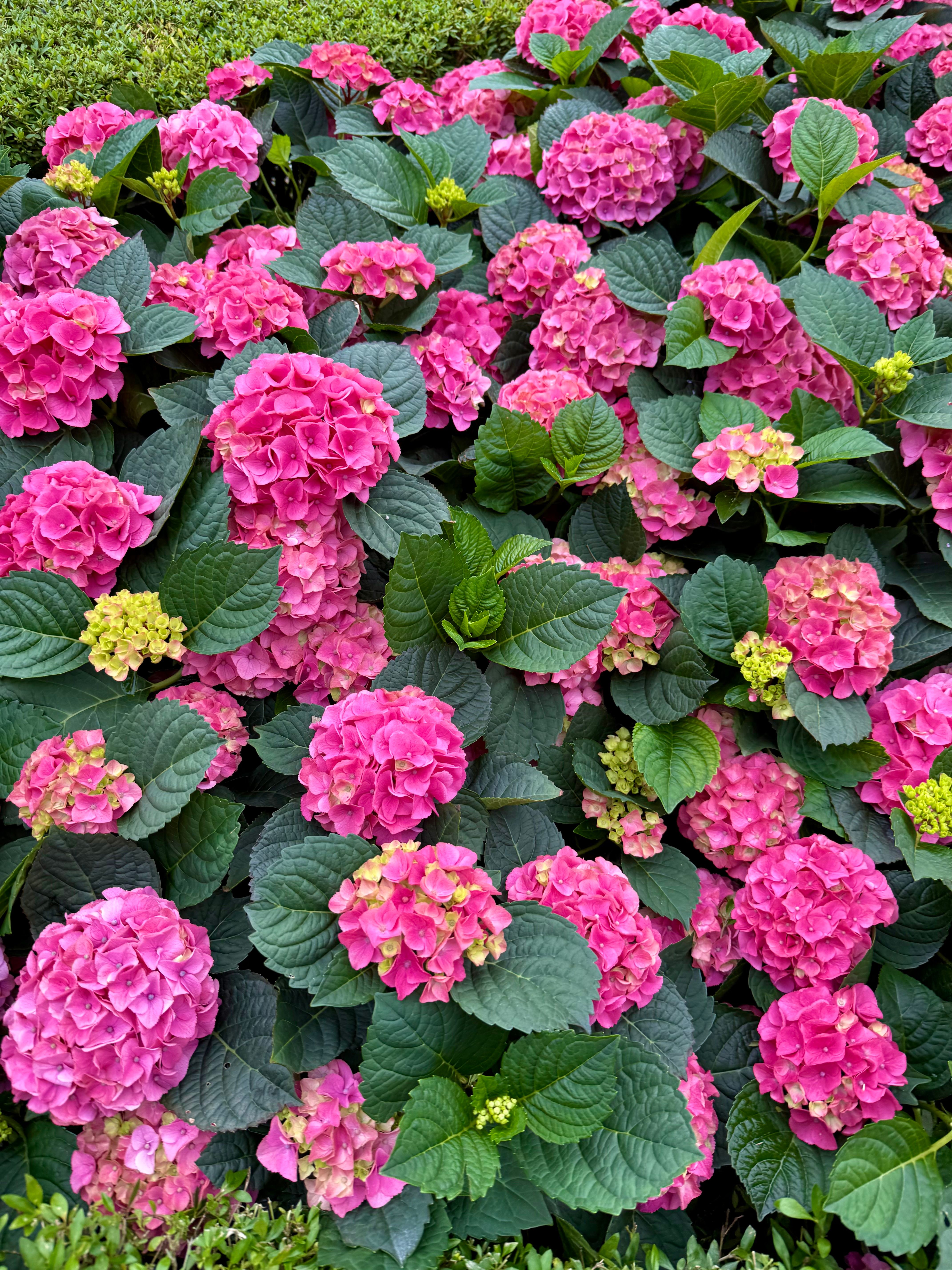 Choose Changeable Hydrangea Varieties