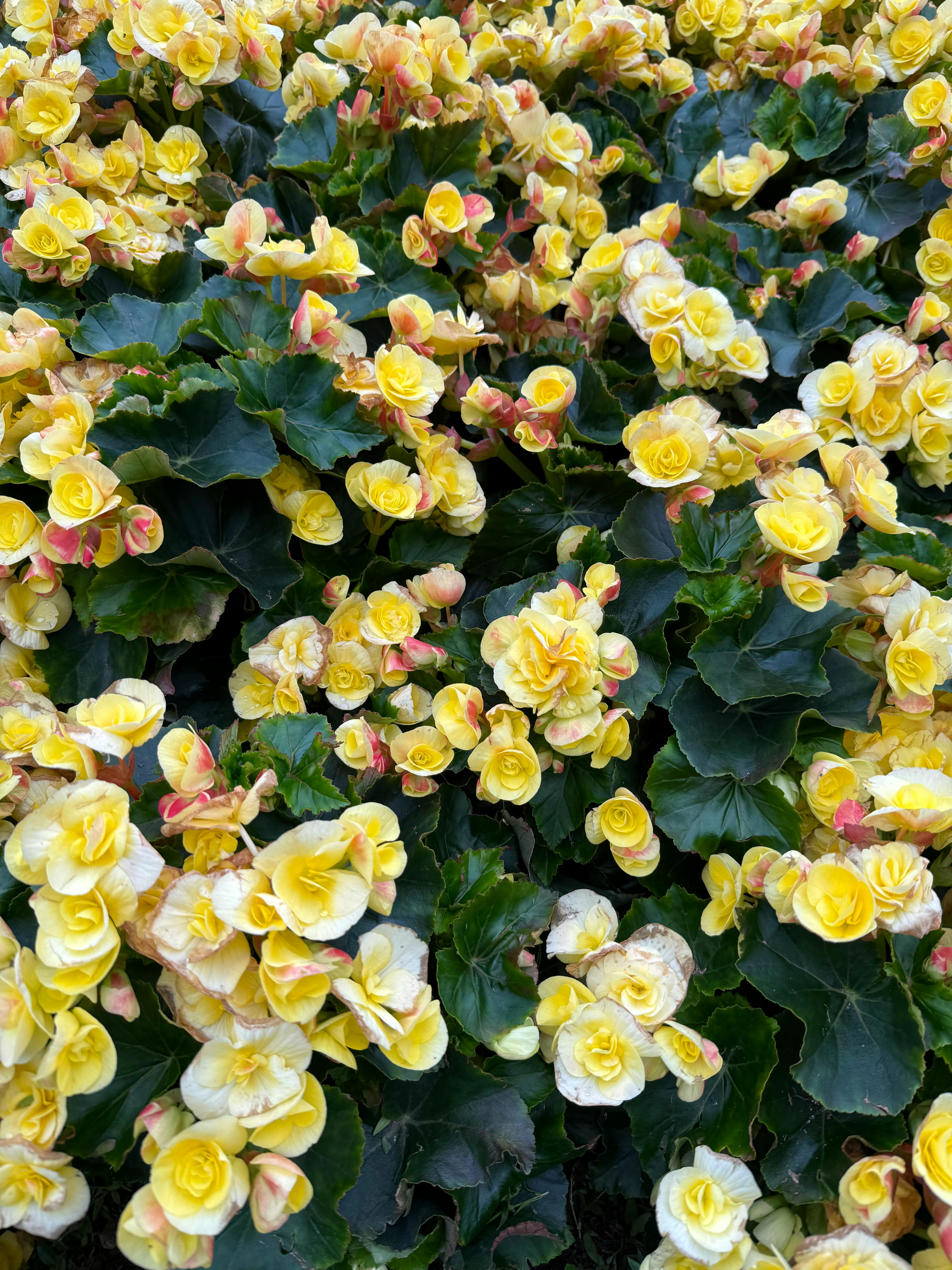 無料 ベトナムのダナンで、満開の見事な黄色のベゴニアが自然の鮮やかな美しさを披露しています。 写真素材