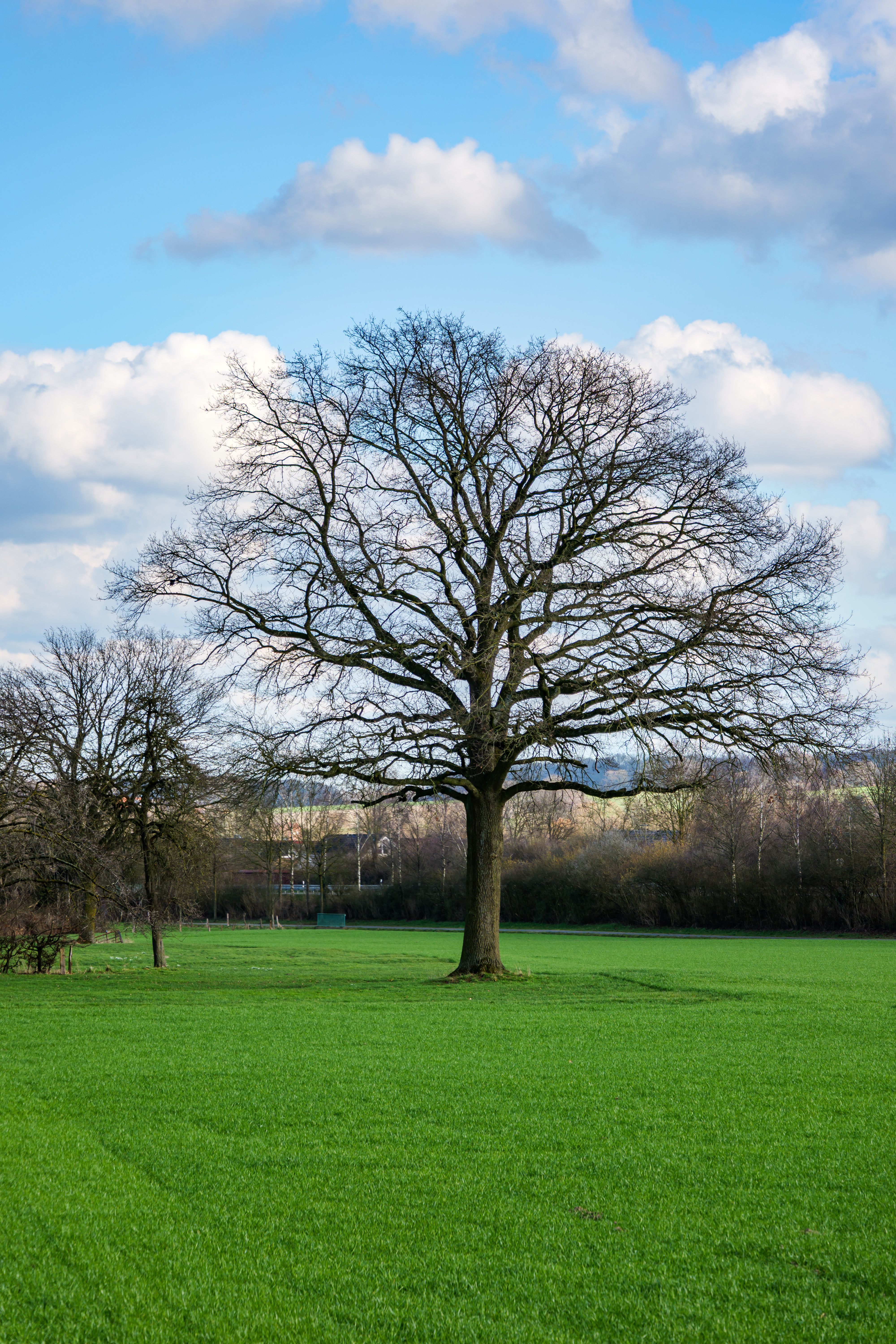 Majestic Oak Tree in Lush Green Field under Blue Sky · Free Stock Photo