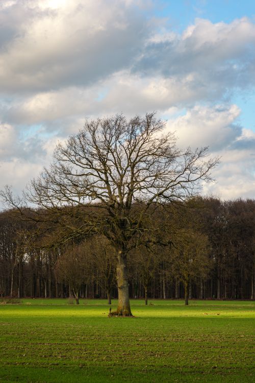 Free Solitary oak tree stands in a green meadow under a cloudy sky in Coesfeld, Germany. Stock Photo