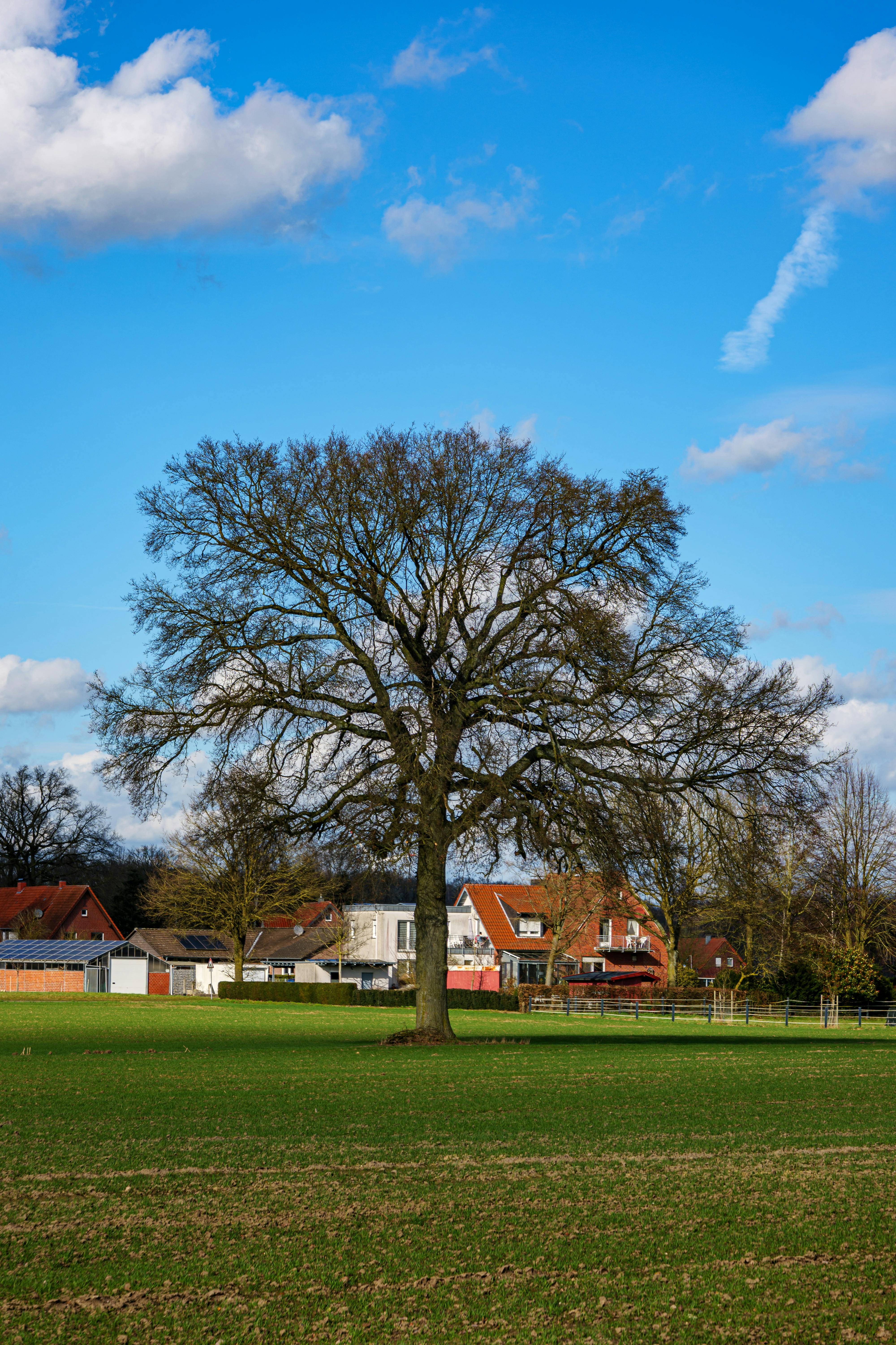 無料 孤独なオークの木がコースフェルトの鮮やかな空を背景にひときわ目立ち、ドイツの田舎の建築を象徴しています。 写真素材