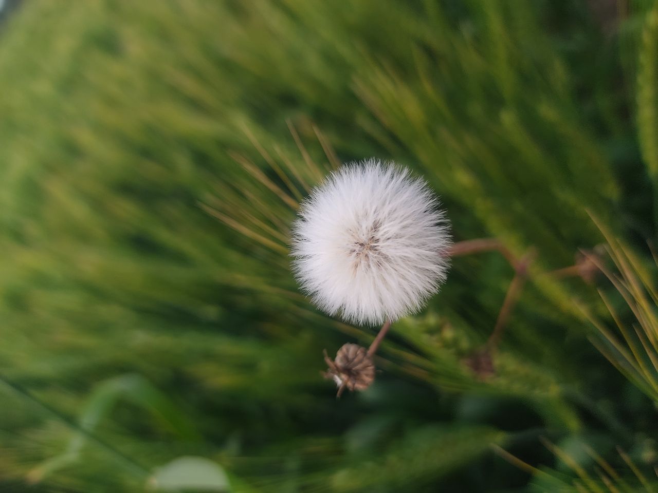 macro shot of a dandelion puff amidst vibrant green grass showcasing n