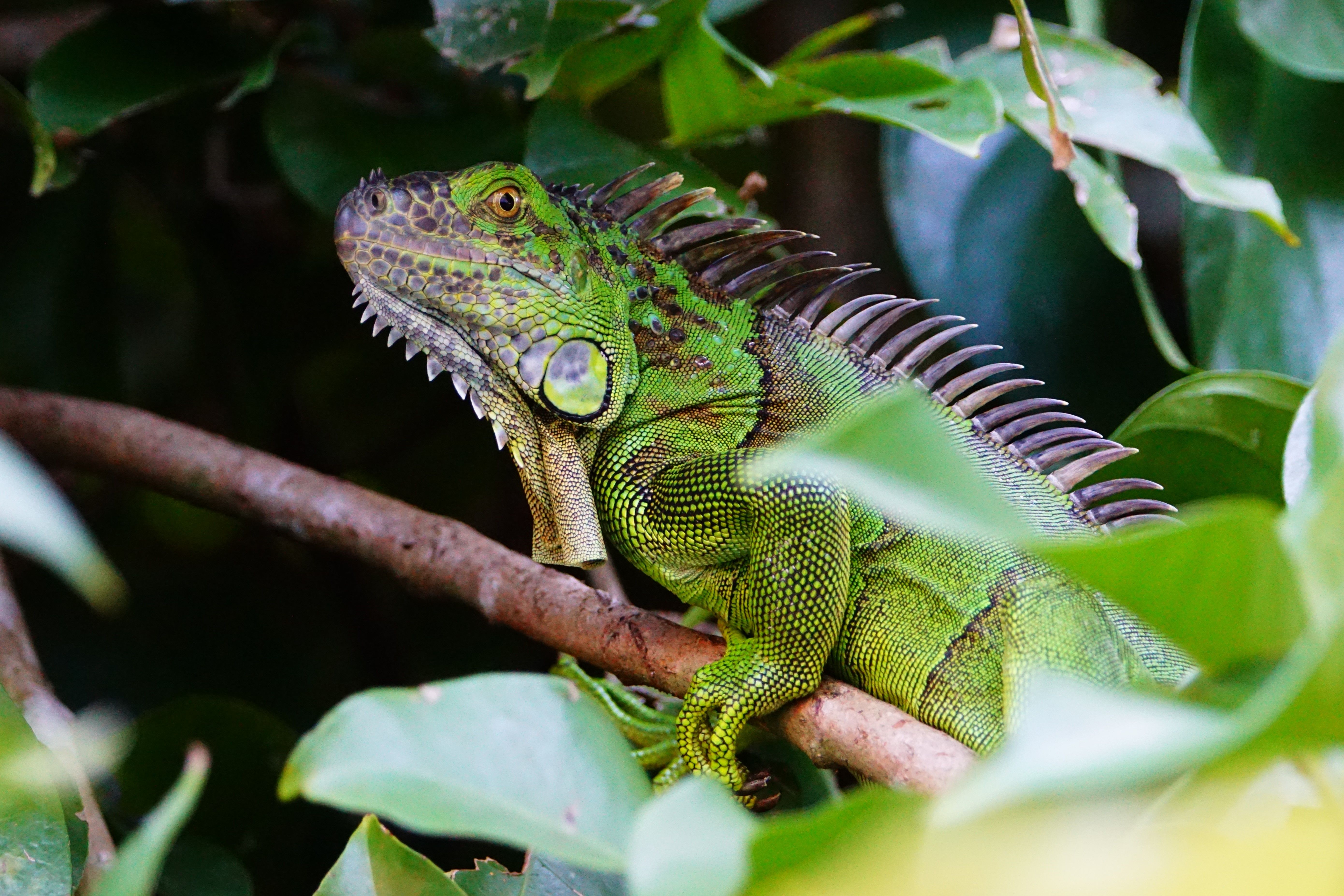 Green iguana resting in Costa Rican foliage
