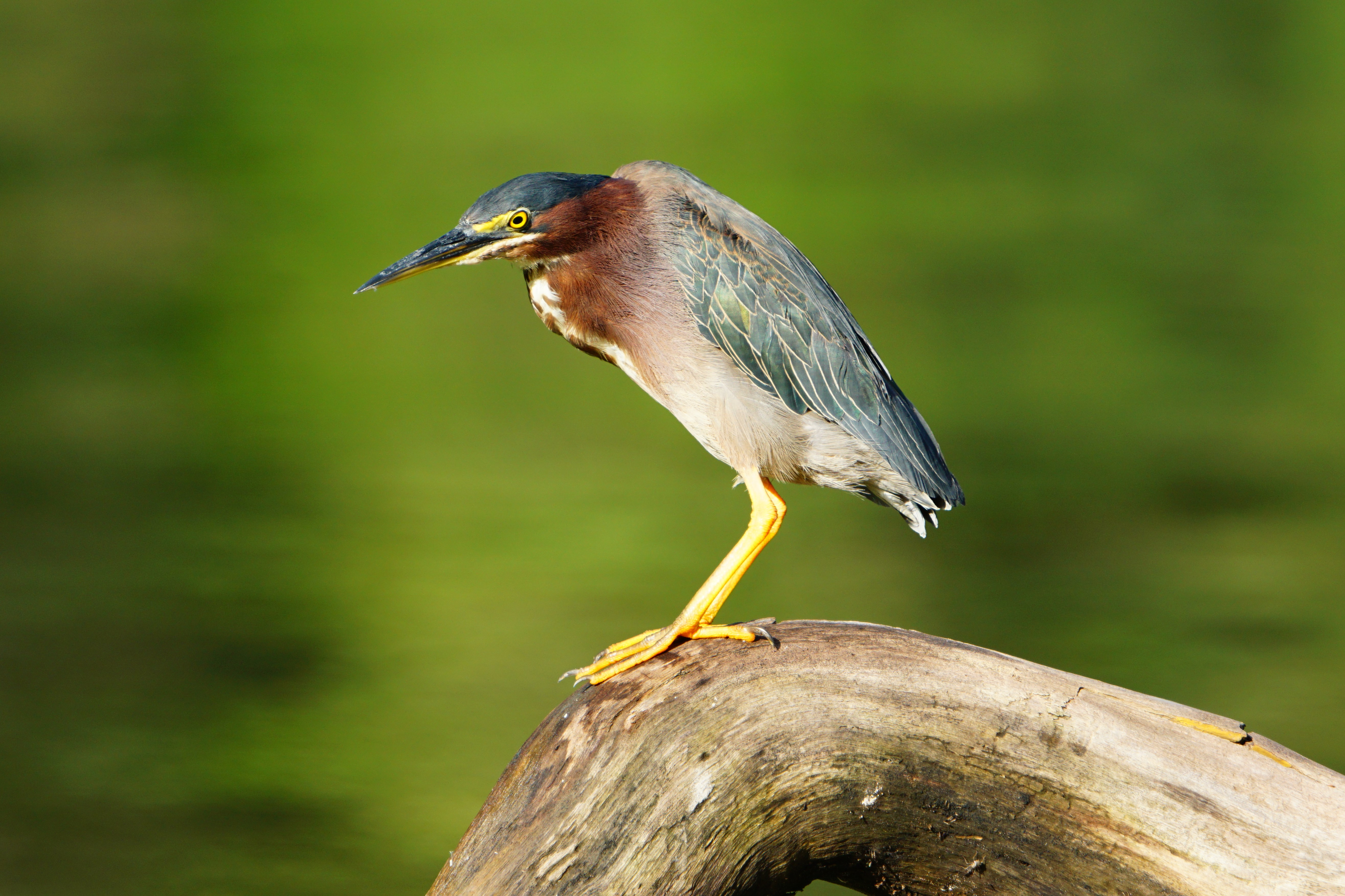 A Green Heron perched on a log against a blurred green background in Costa Rica.