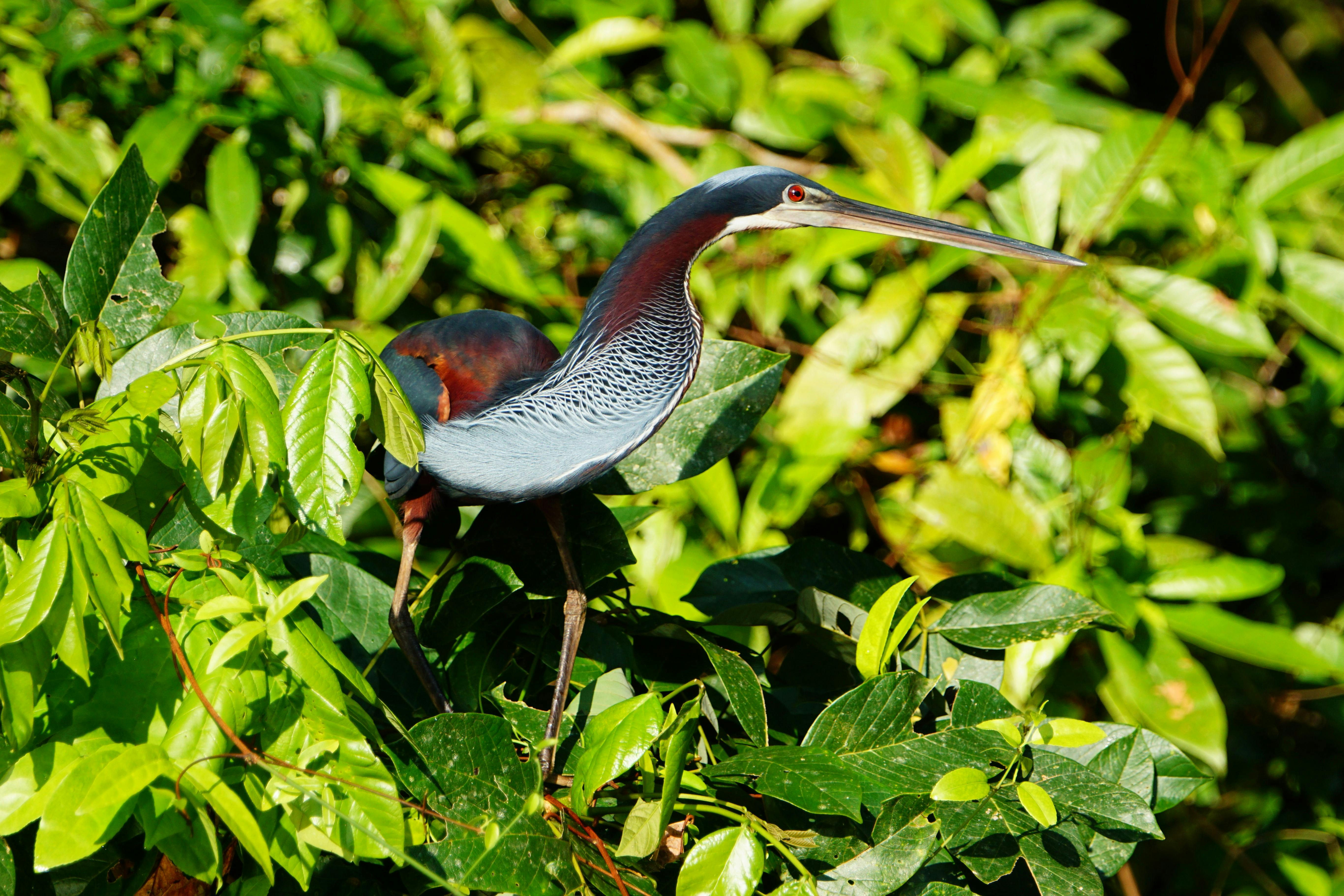 無料 コスタリカのロクサナの緑の葉の間に止まるアガミサギ。 写真素材