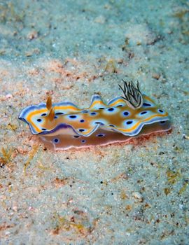 Vibrant nudibranch crawling on sandy sea floor in Rawai, Phuket, Thailand.