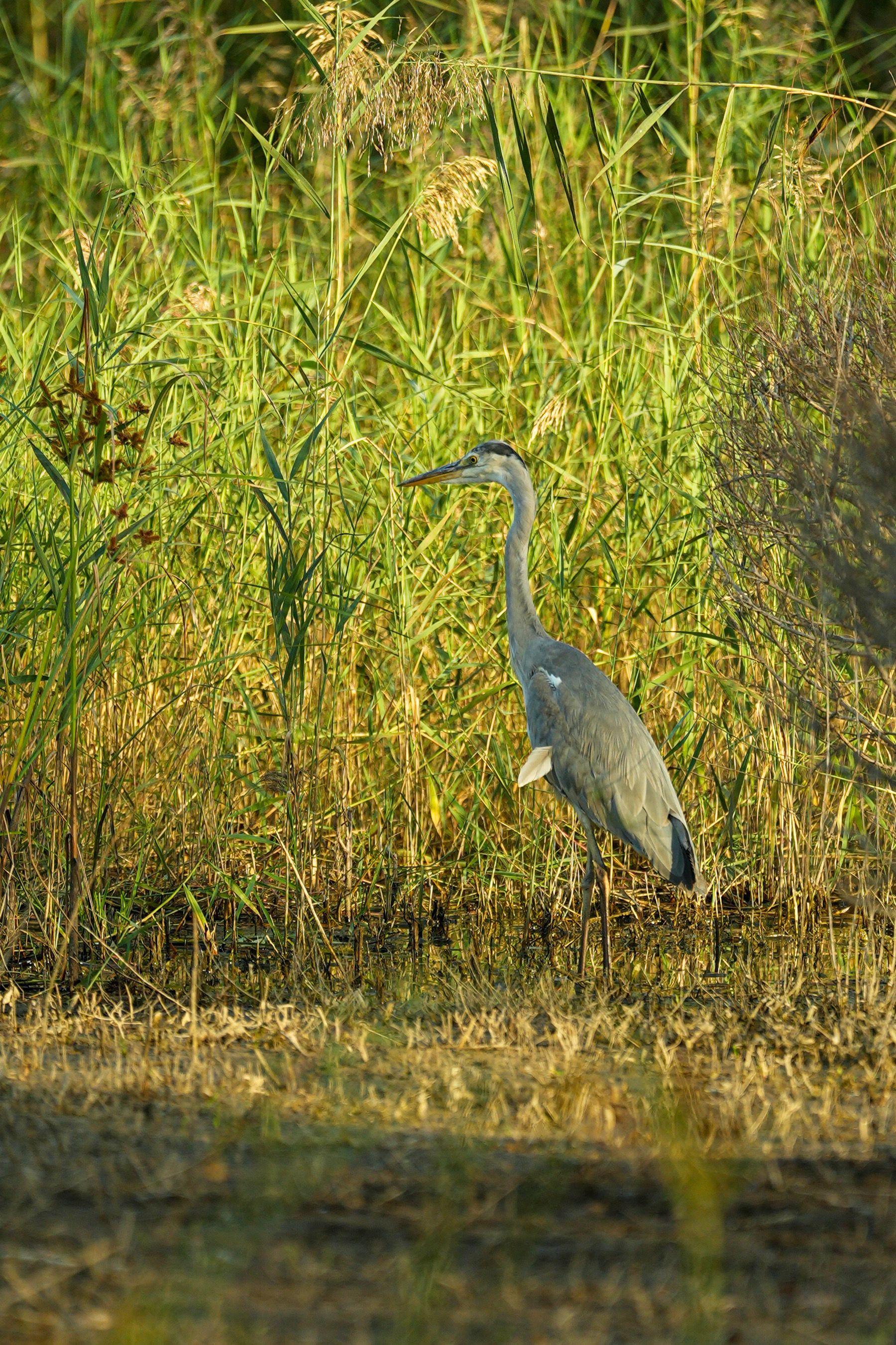 A grey heron stands gracefully in a lush wetland, surrounded by tall reeds and grasses.