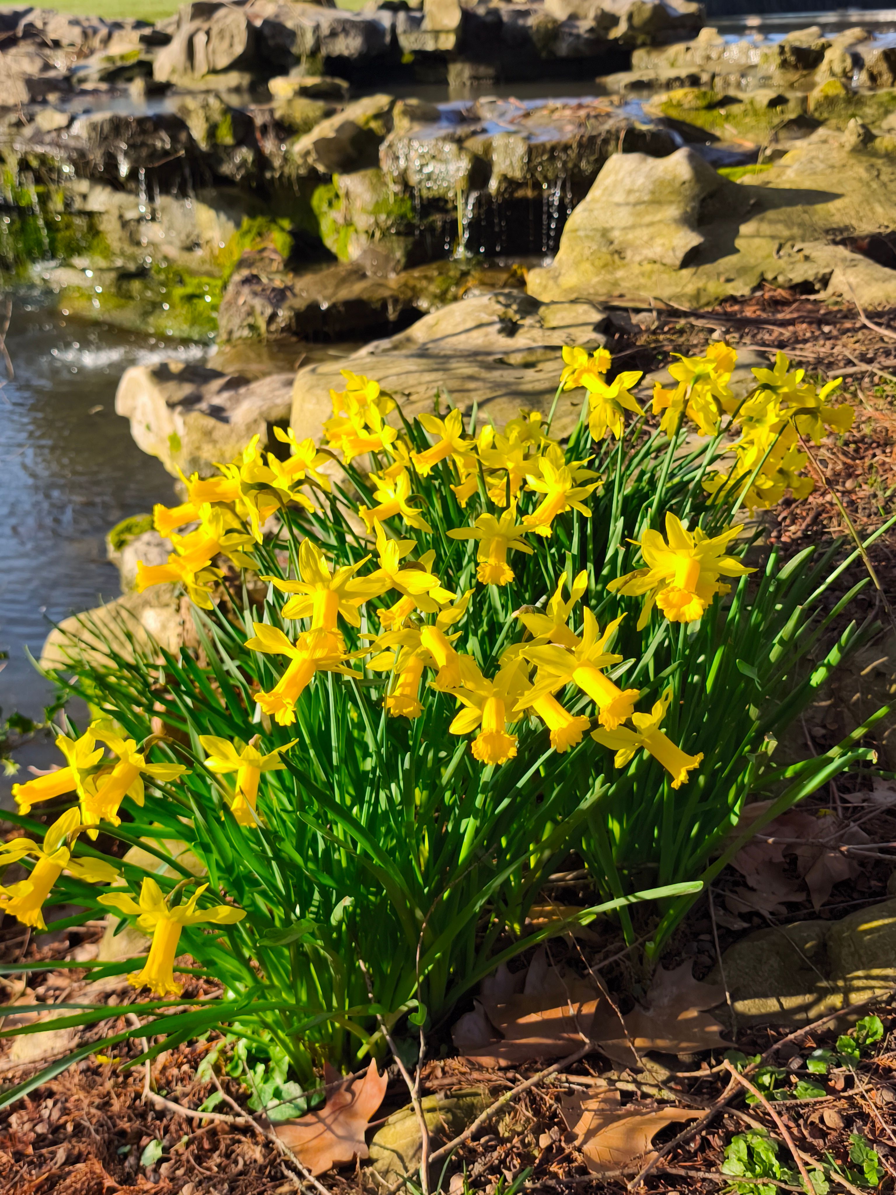 Flowers with mythological roots