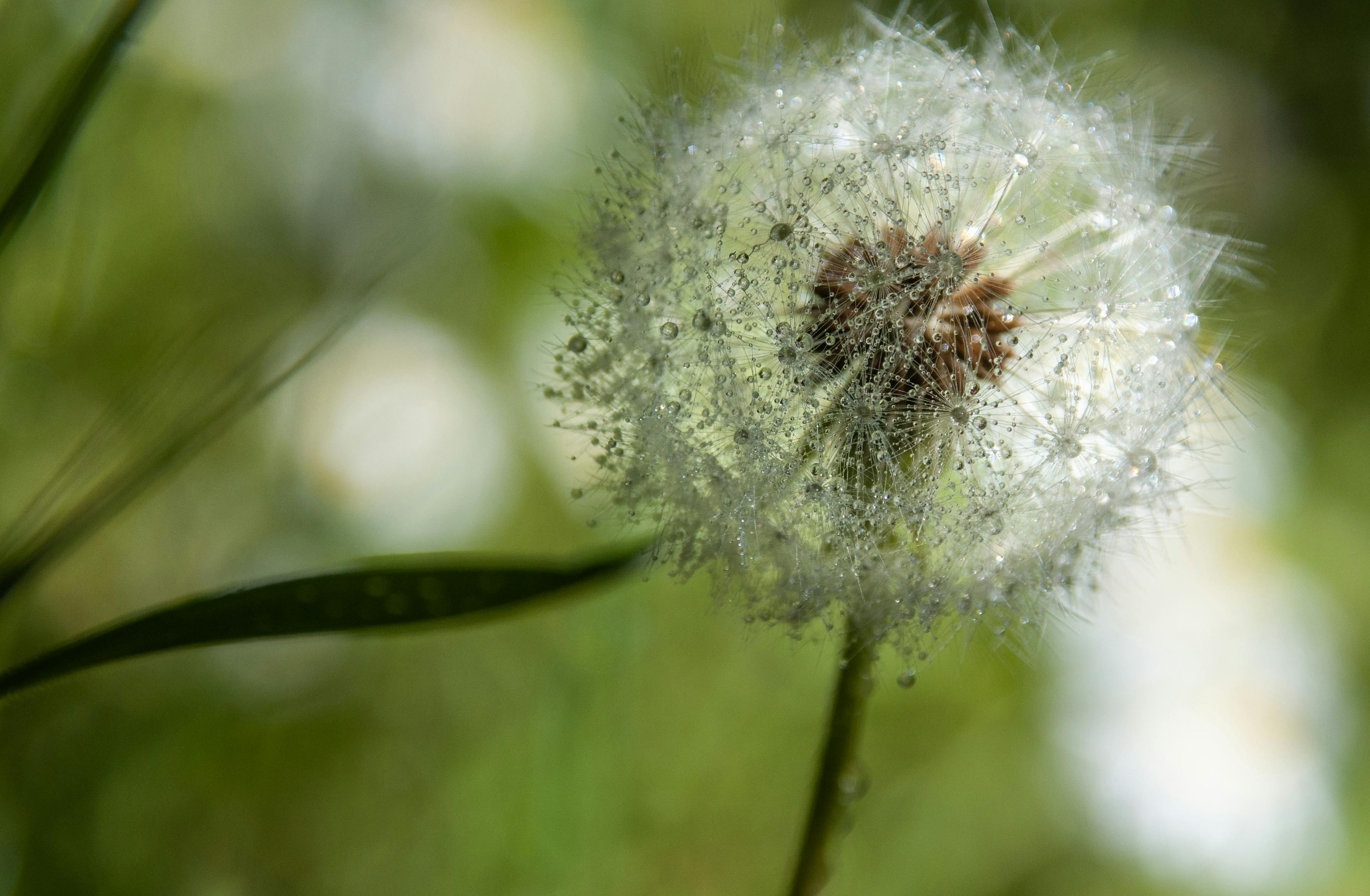 Free Macro shot of a dandelion seed head covered in morning dew, showcasing nature's intricate beauty. Stock Photo