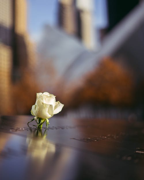 Memorial Background Images, HD Pictures and Wallpaper For Free Download