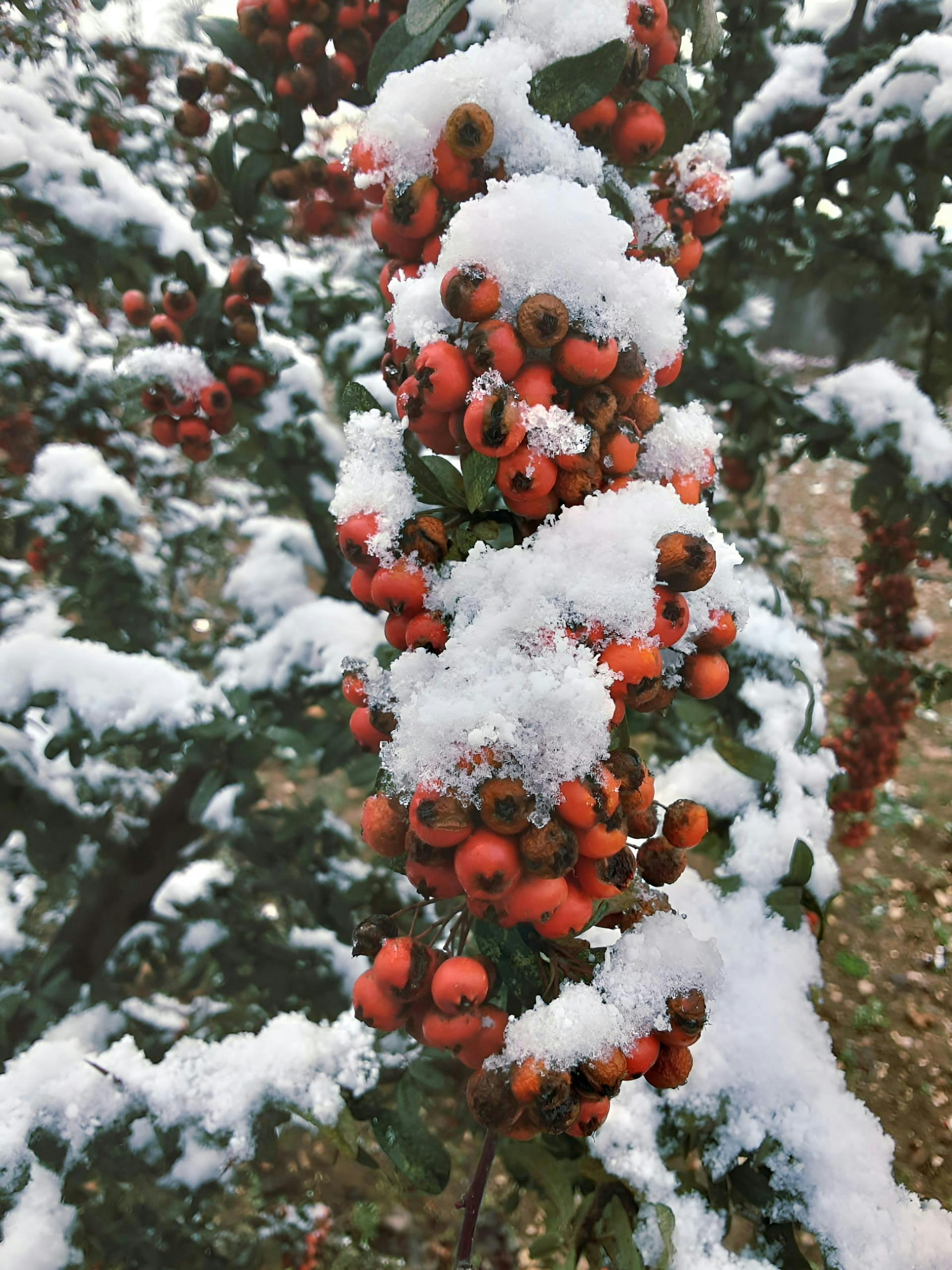 無料 茂みに雪に覆われた鮮やかな赤い実の房が、冬のワンダーランドを彷彿とさせます。 写真素材