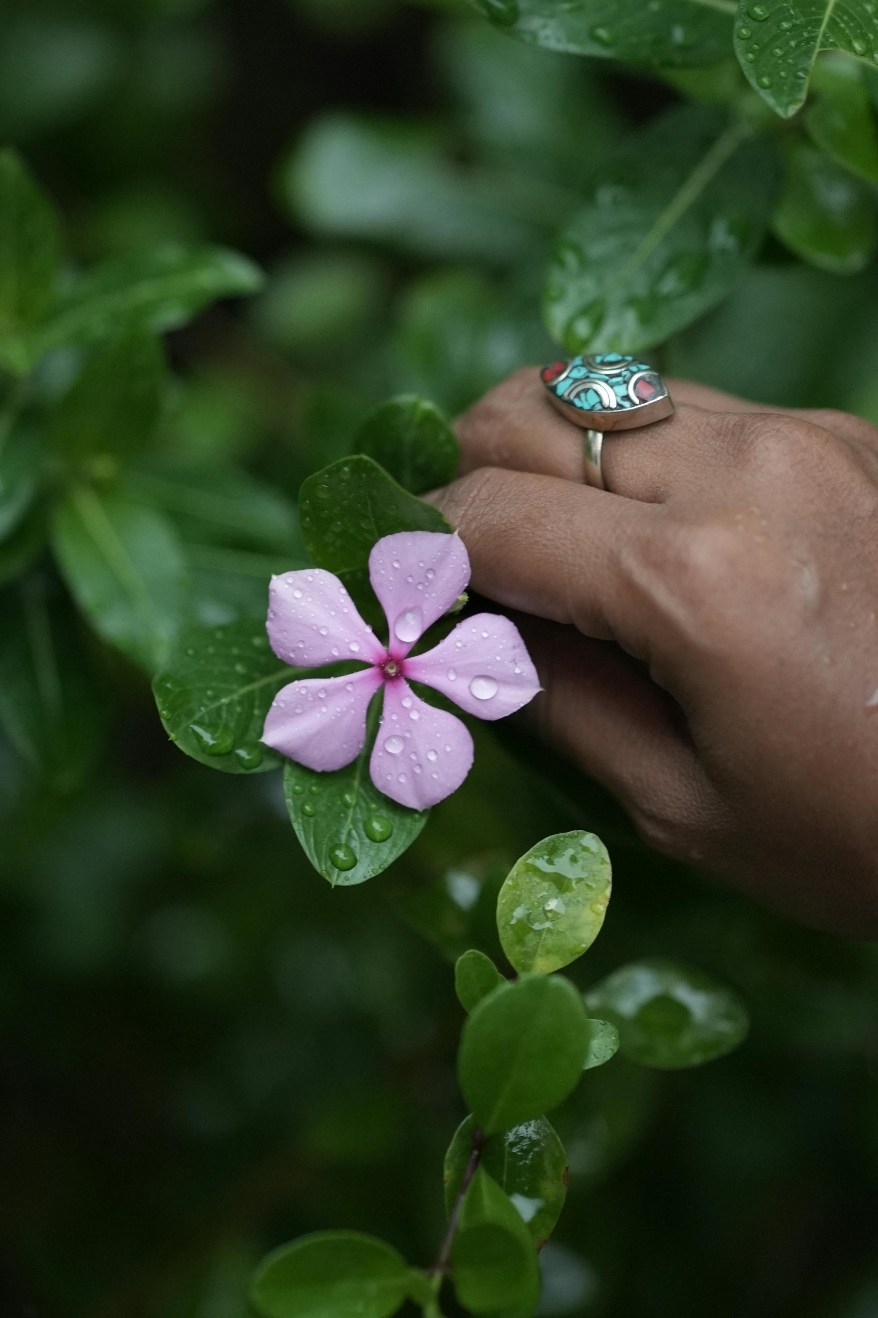 無料 エメラルドリング, オーガニック, くつろぐの無料の写真素材 写真素材