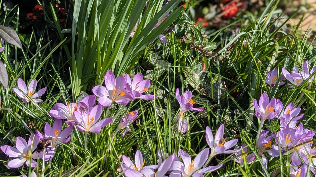 Jardin de fleurs vivaces