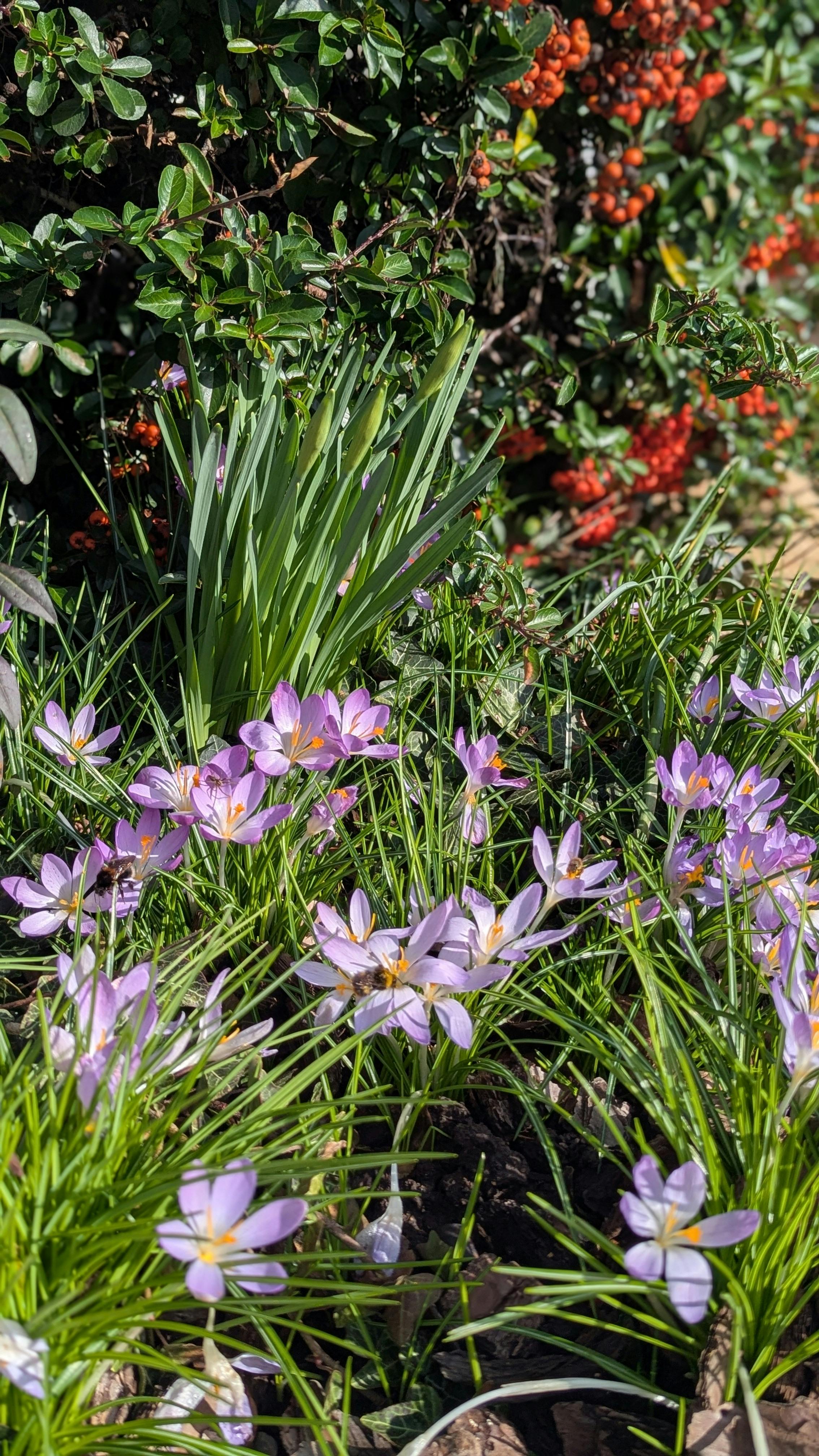 Gratis Bunga crocus berwarna ungu cerah mekar sepenuhnya di taman kota pada musim semi. Foto Stok